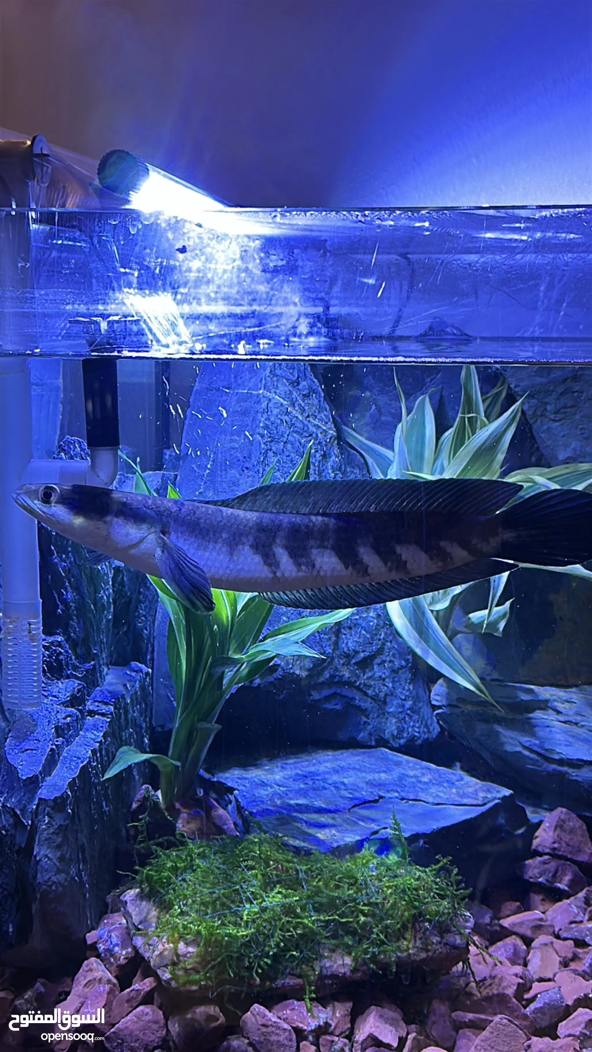 Marine Aquarium Wholesale Live Fish For Sale Stunning Collection