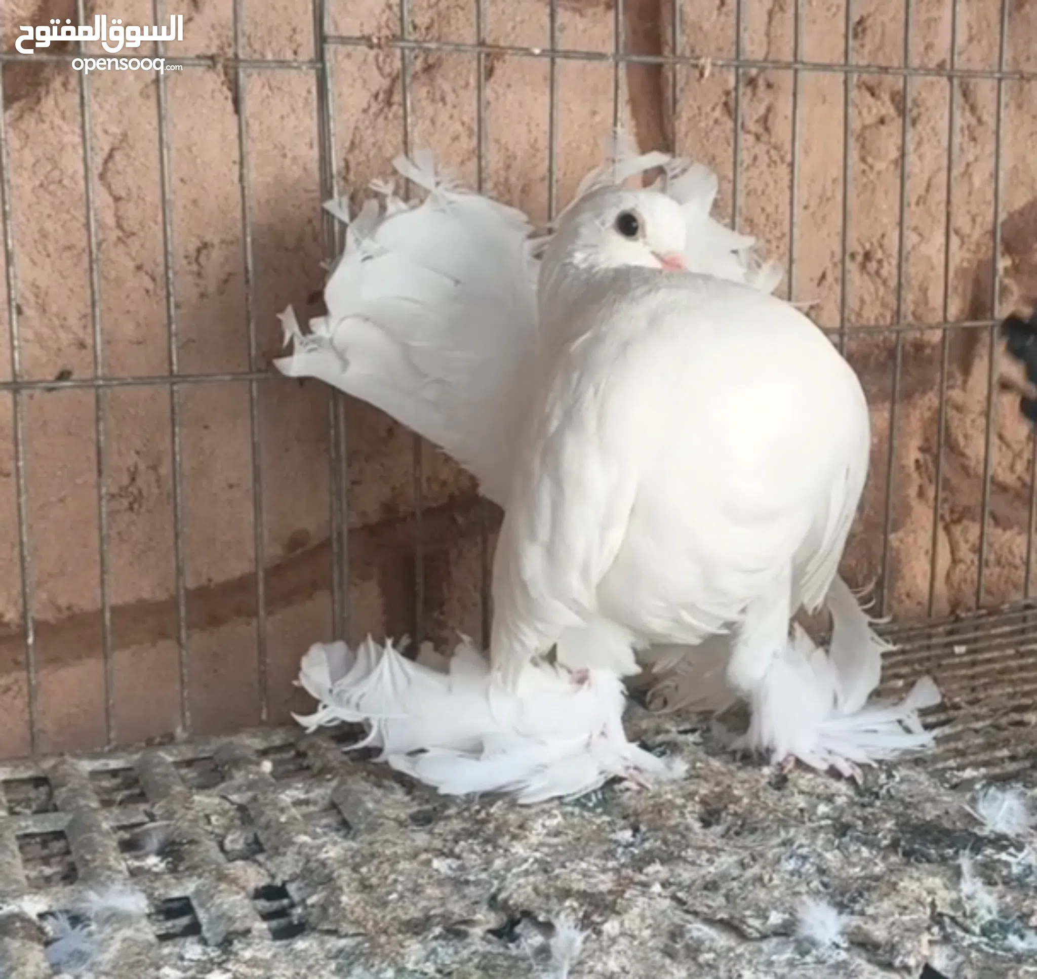 Pigeon for Sale Basra Pigeon in Libya Buy with Best Prices