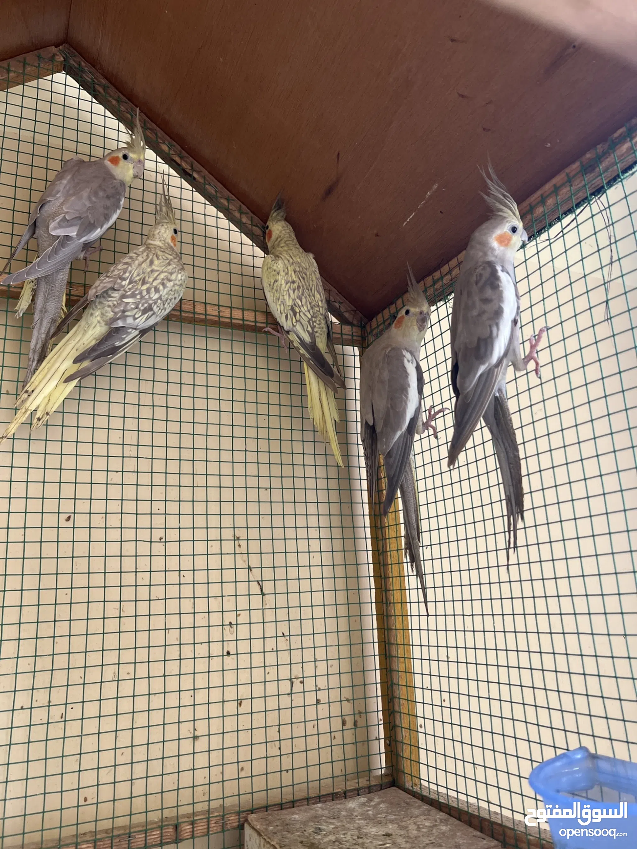 Birds for Sale Budgies for sale in Oman Buy with Best Prices