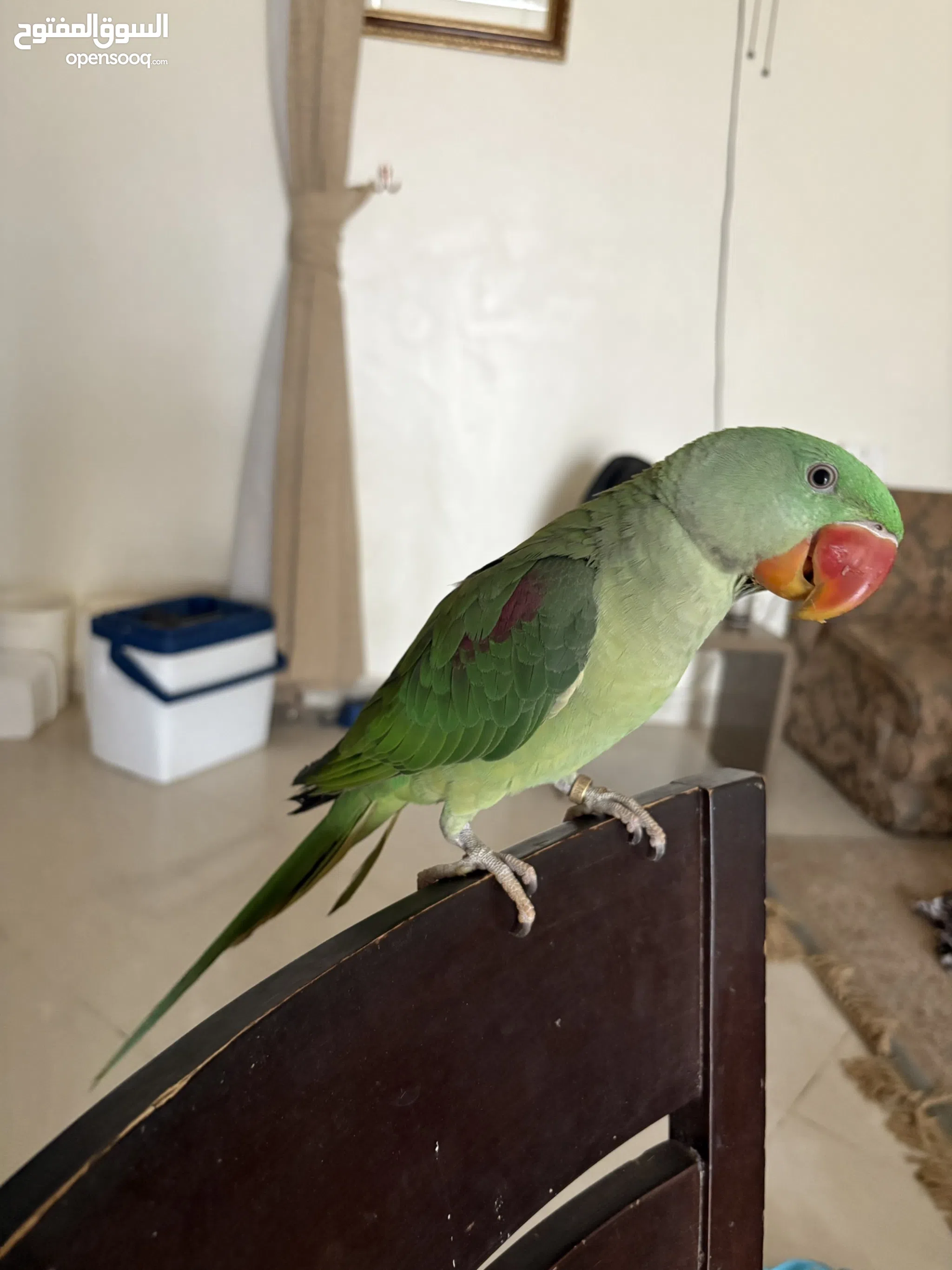 Parrots for Sale Baby Parrots and Chicks in Egypt Buy with - Main Image