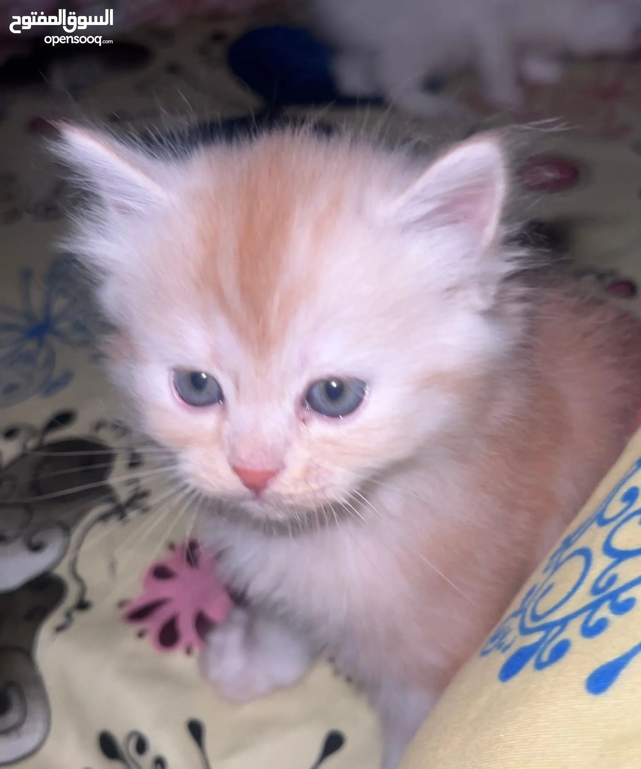 Cat Pets For Free Adoption Top Cats For Adoption Near Me