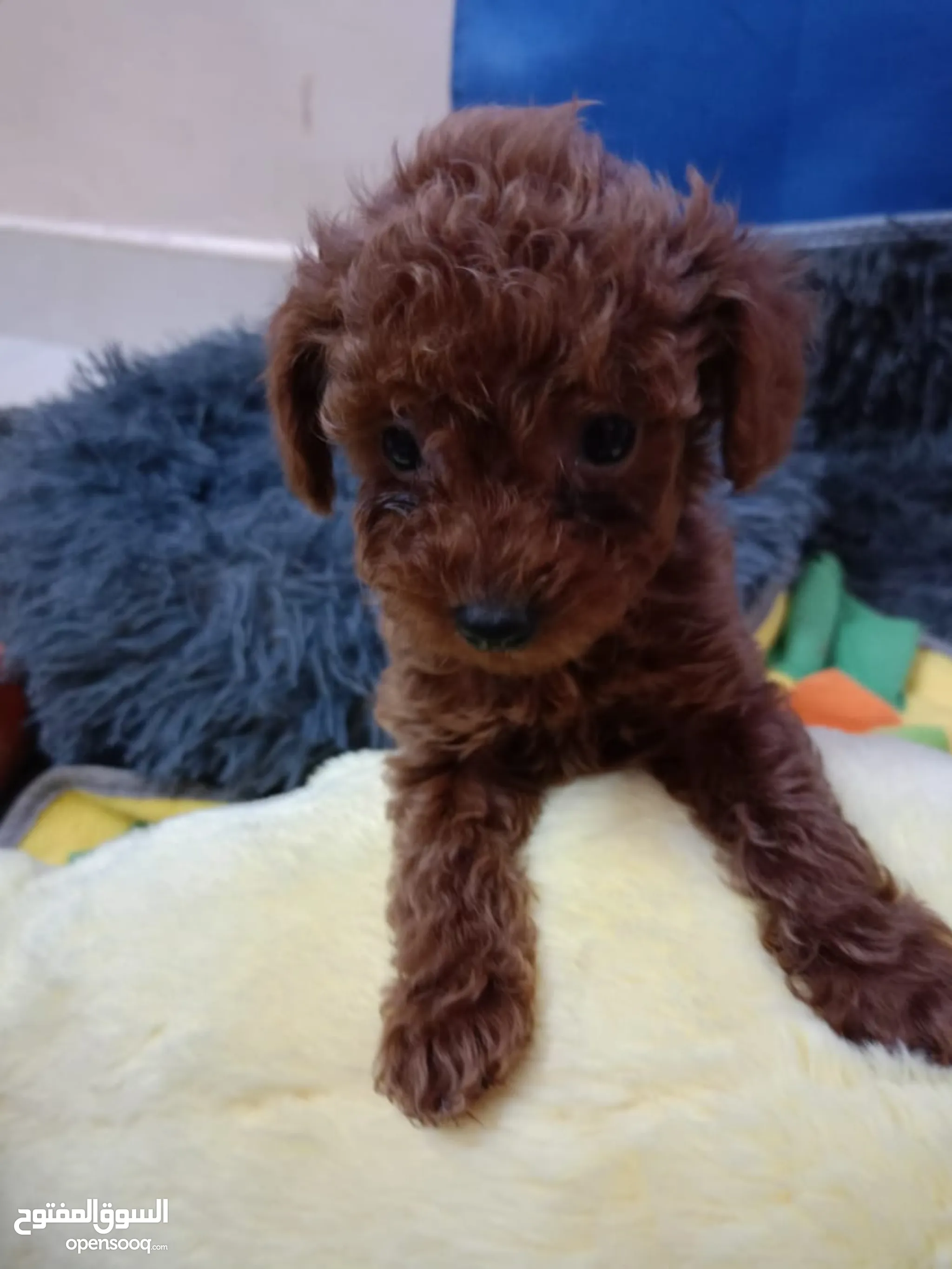 Poodle Dogs for Adoption in Dubai All Ages Puppies OpenSooq