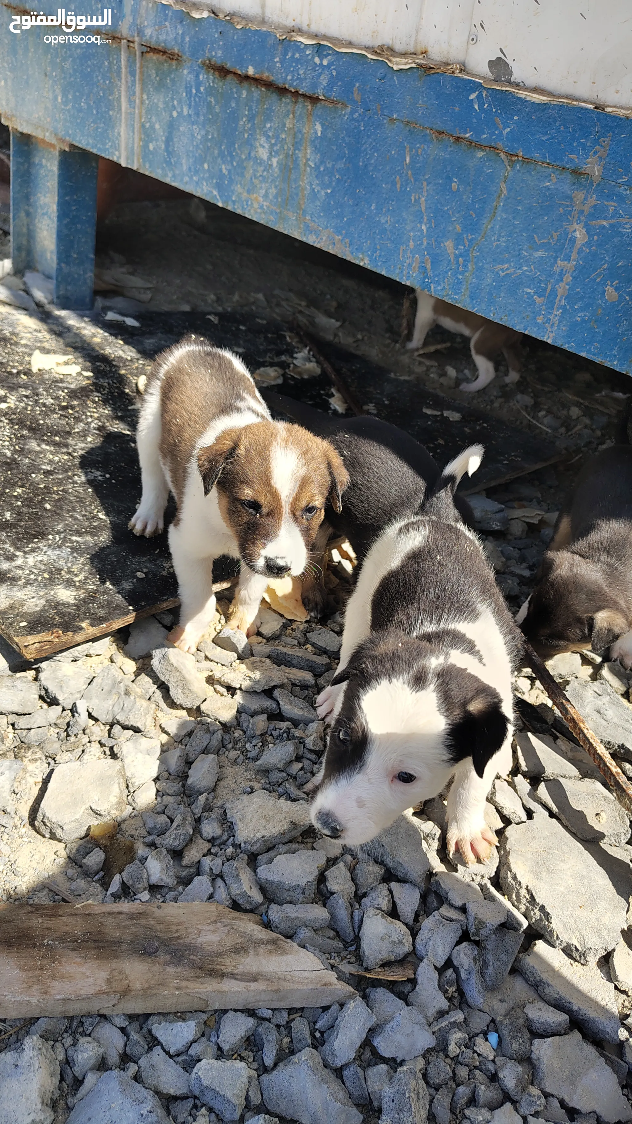Dogs for Sale Puppies for Adoption in Kuwait City Buy with