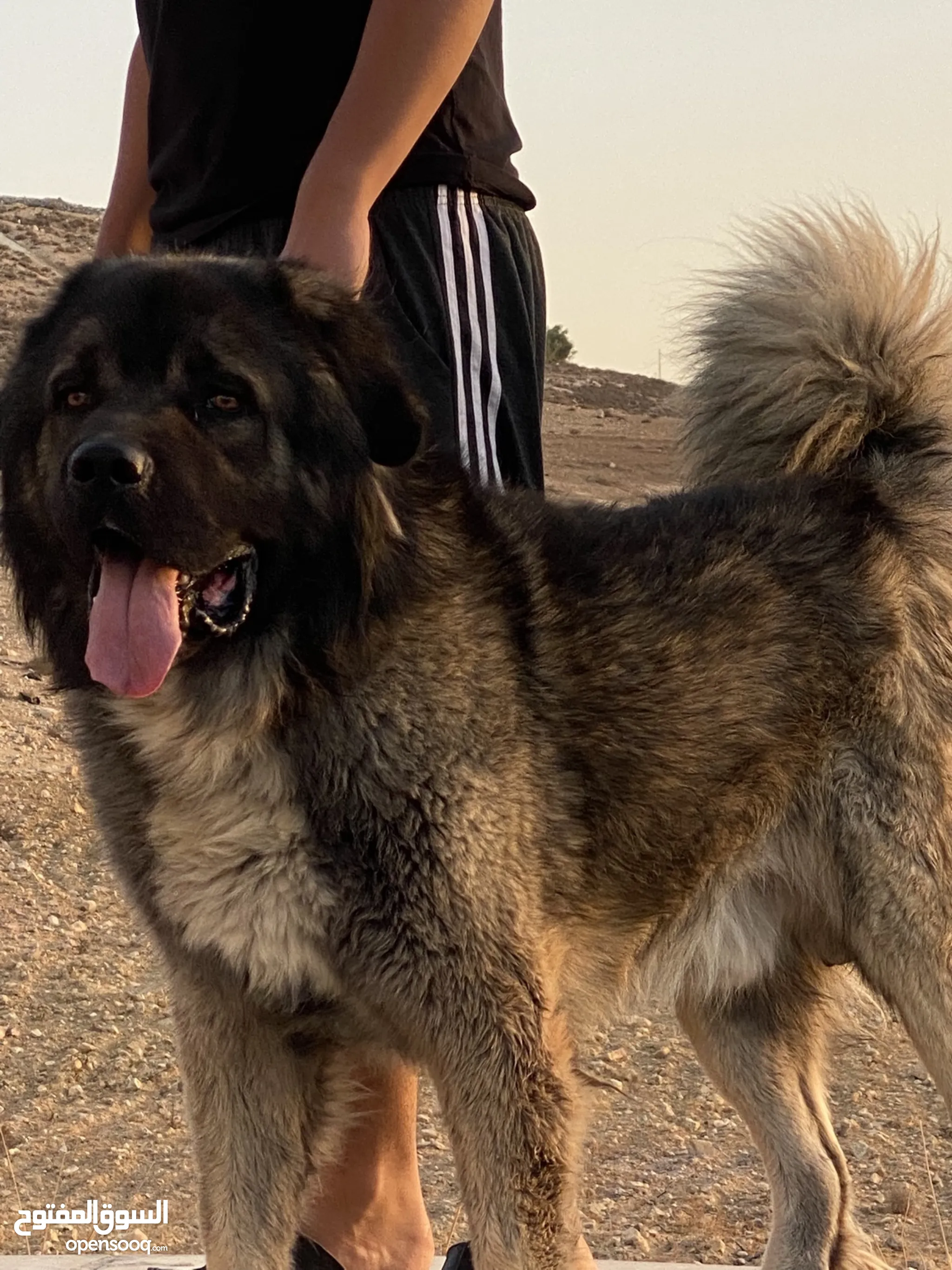 Dogs for Sale Puppies for Adoption in Jordan Buy with Best