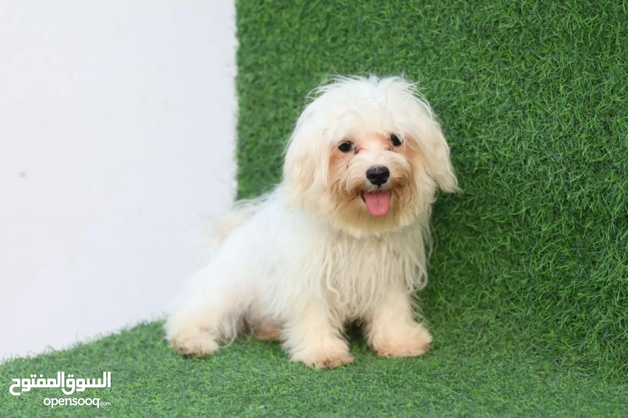 Maltese Dogs for Adoption in UAE All Ages Puppies OpenSooq