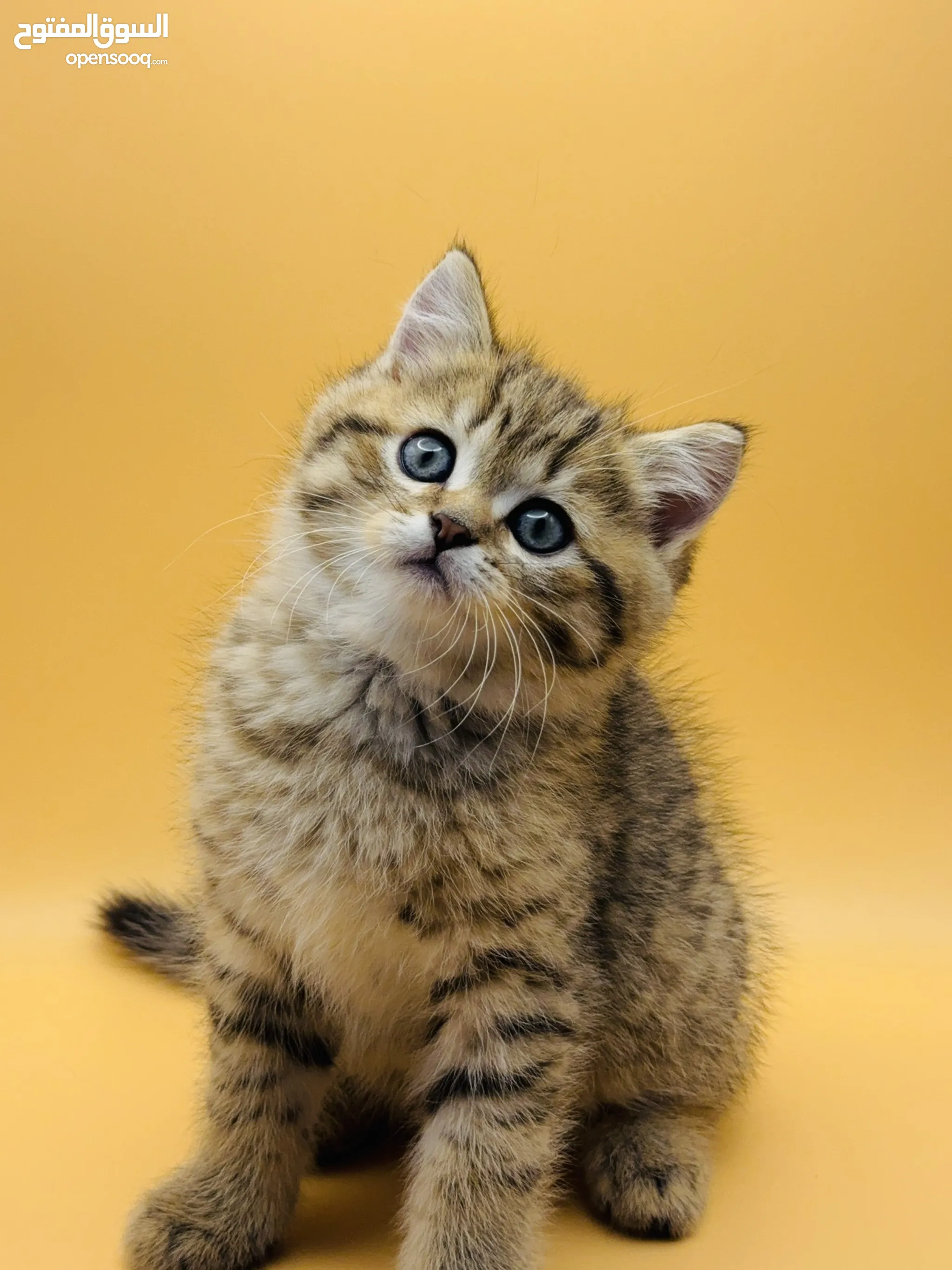 Adorable Kittens Outdoor Kittens For Sale Snow Bengal Miniature