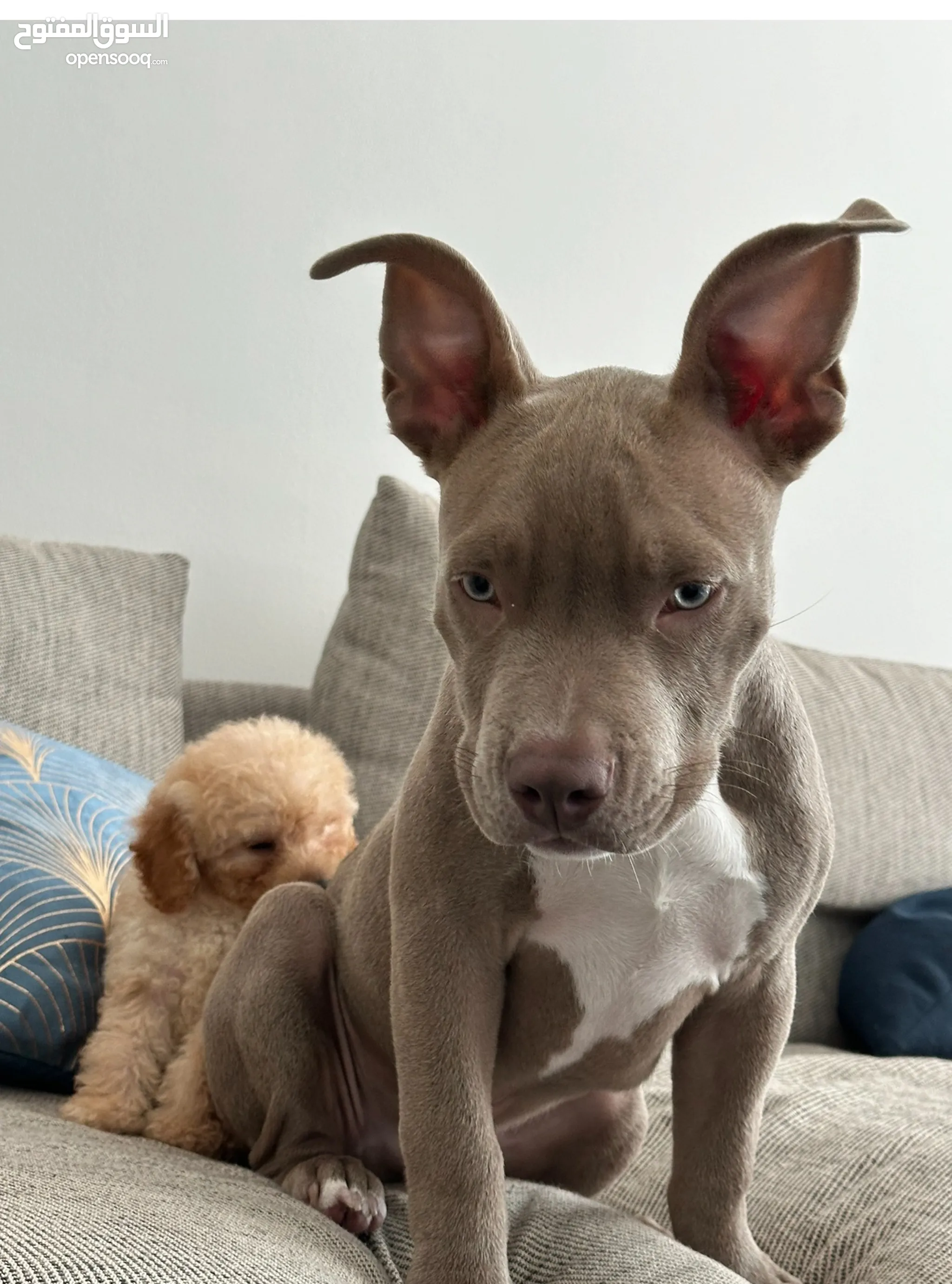 Purebred blue nose pitbull puppies for sale sales