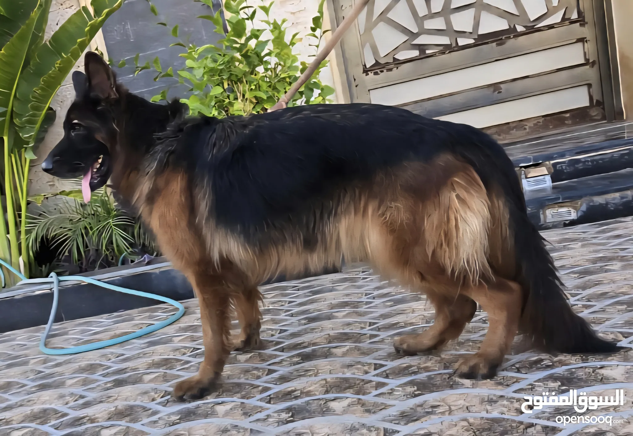Shepherd Dogs German Shepherd Rescue North West Long Haired Gsd