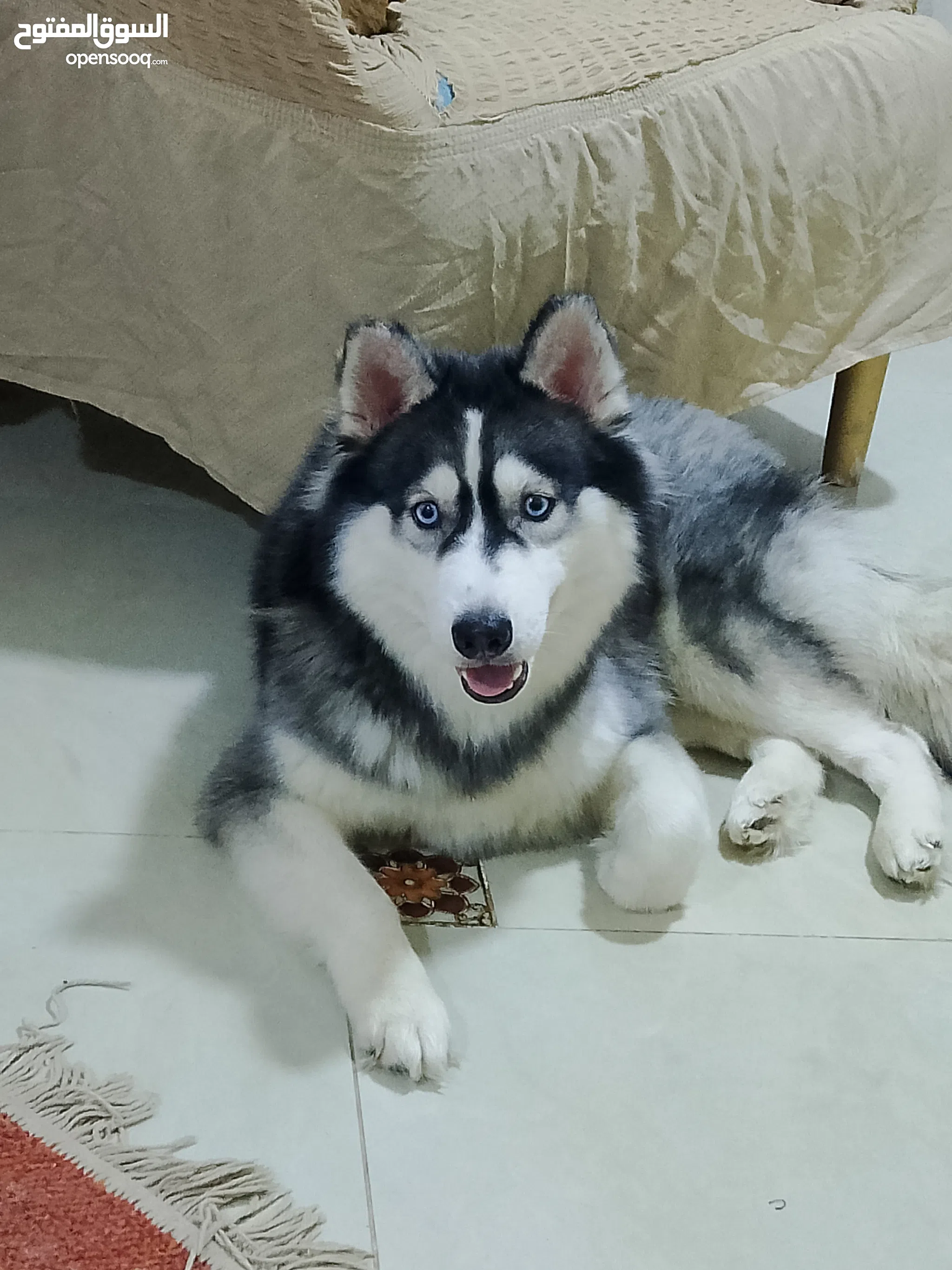 Dogs for Sale Puppies for Adoption in Egypt Buy with Best