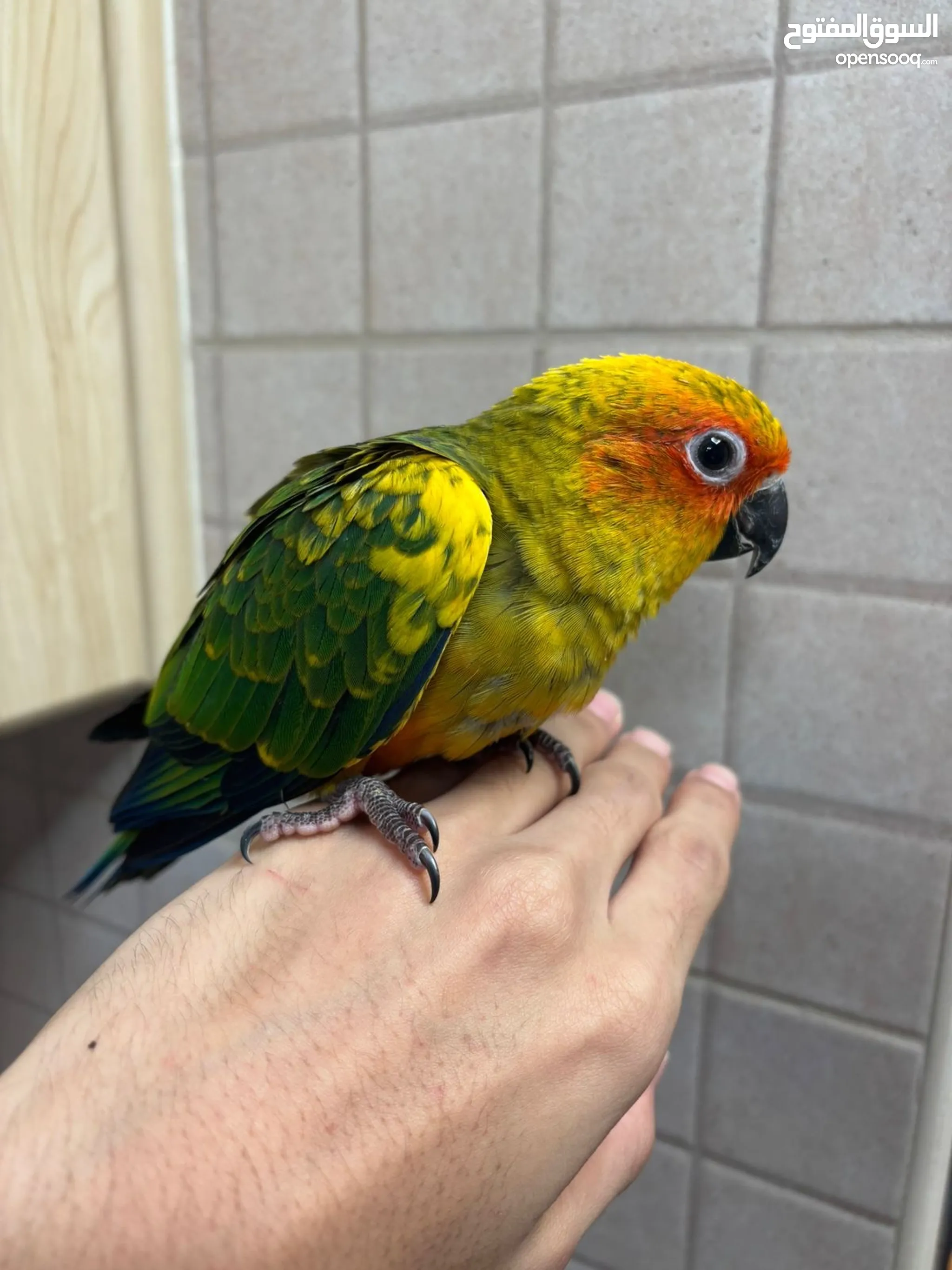 Parrot in Dubai Browse Our Listings Today (Page 2) OpenSooq