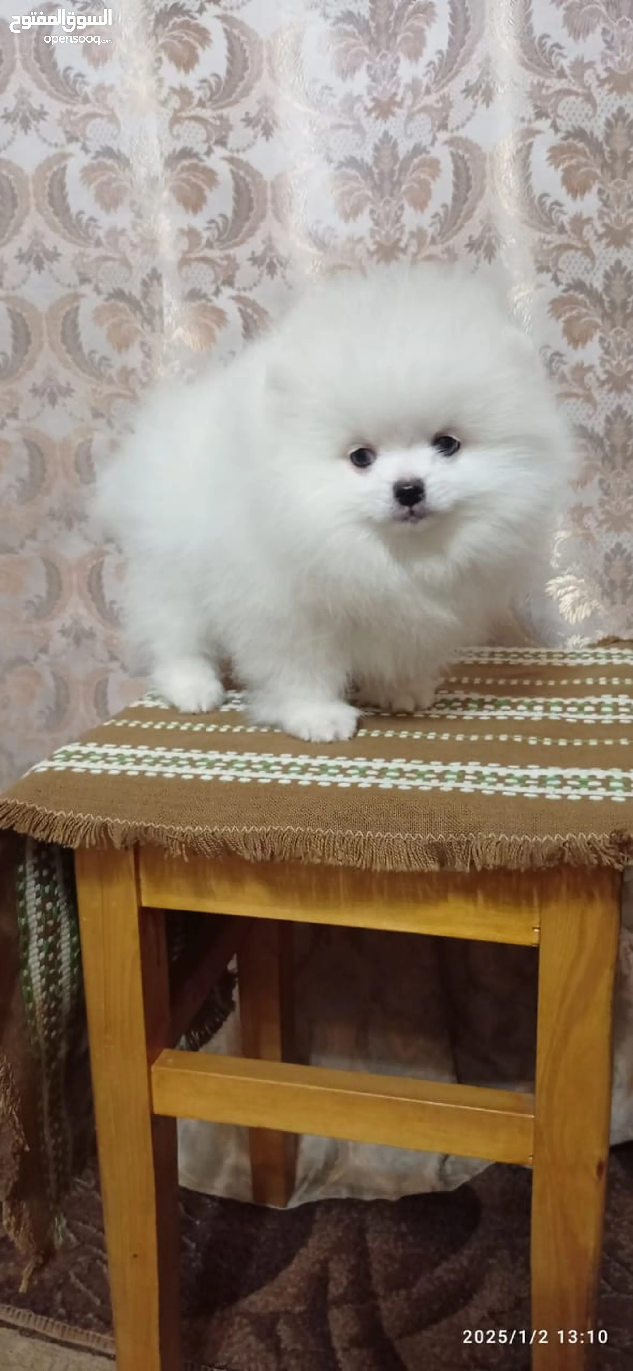 Pomeranian Puppy Baby Dogs For Sale Dog Breeds Baby White