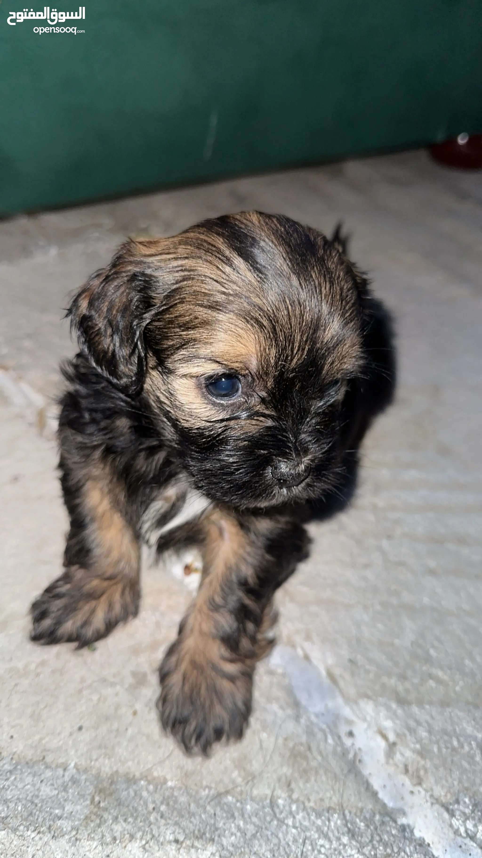 Maltese Yorkie Maltese Pug Mix For Sale Maltese Dogs For Adoption