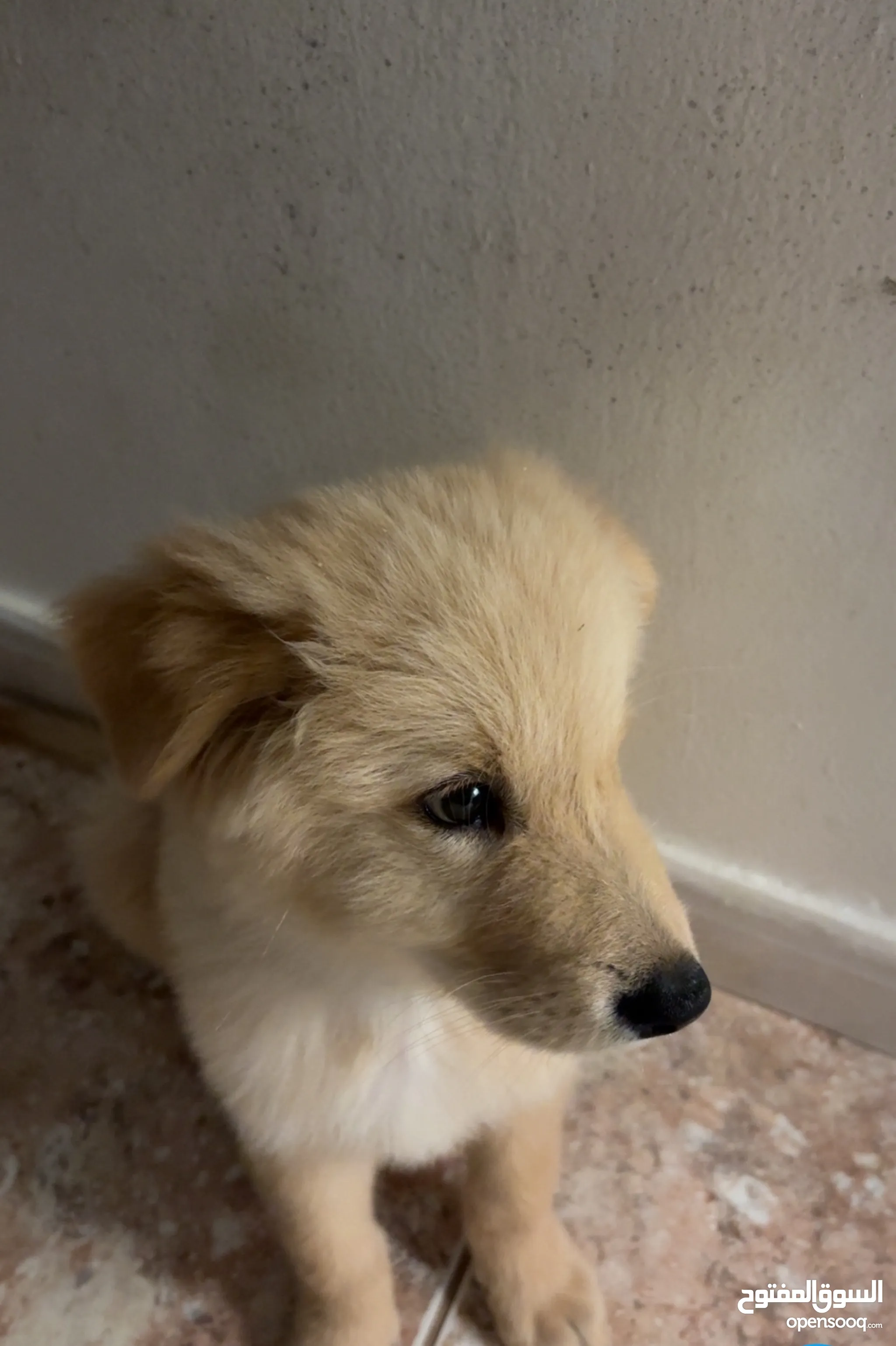 Golden Retriever Dogs for Adoption in UAE All Ages Puppies