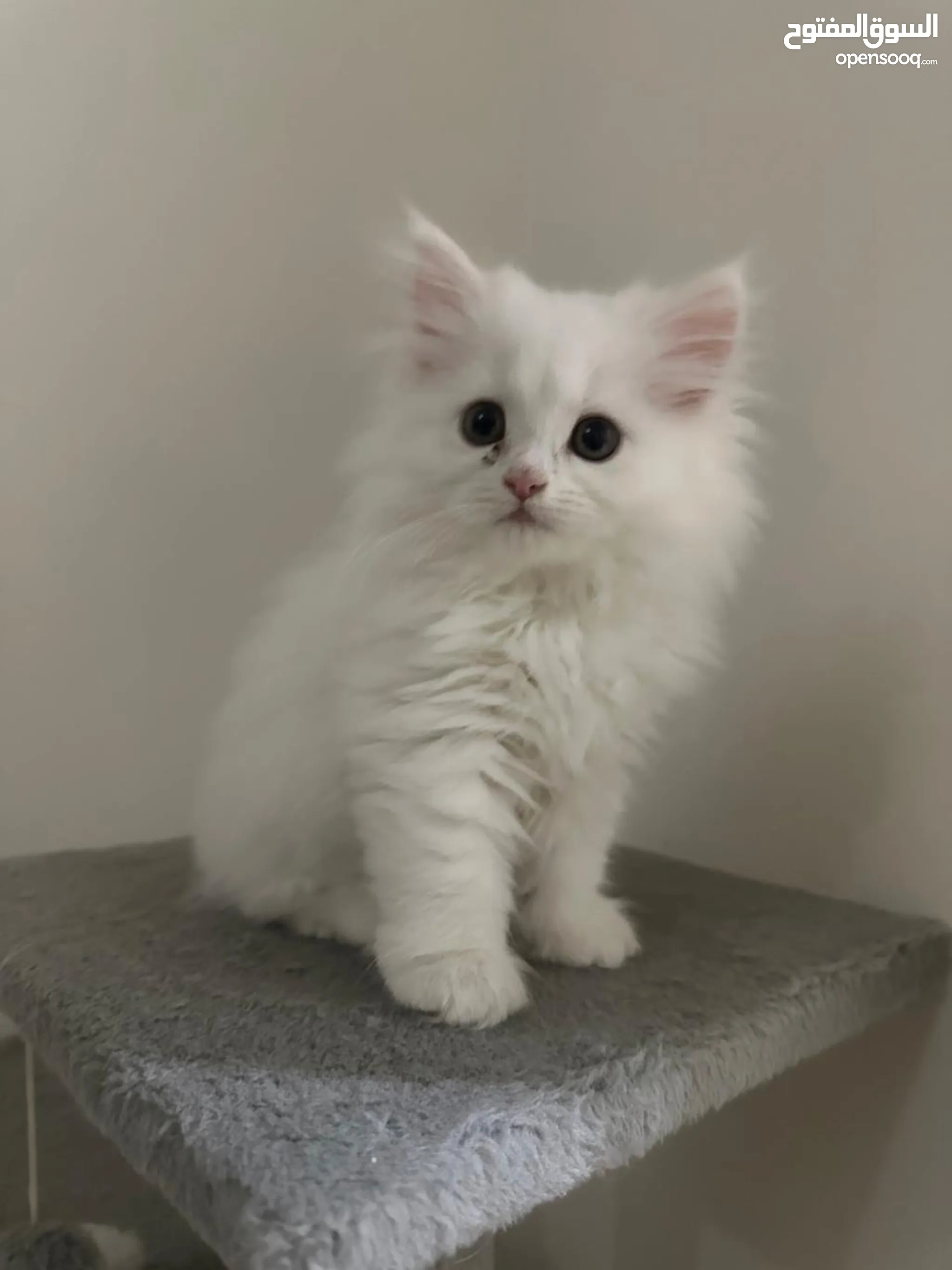 White Persian Pure Persian Cat For Sale Persian Cats For Adoption