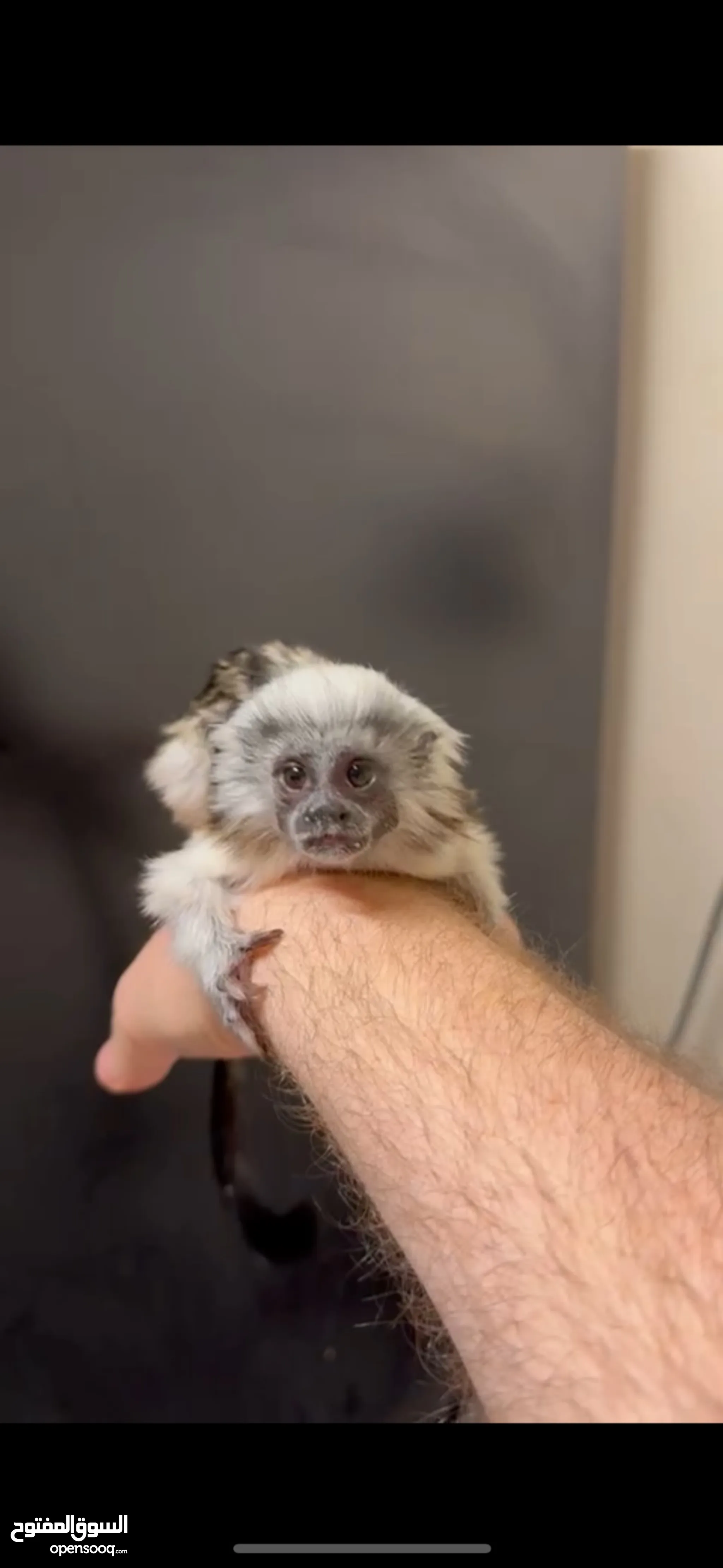 Animal Trained Monkeys For Sale Baby Marmoset Pet Monkeys For Sale