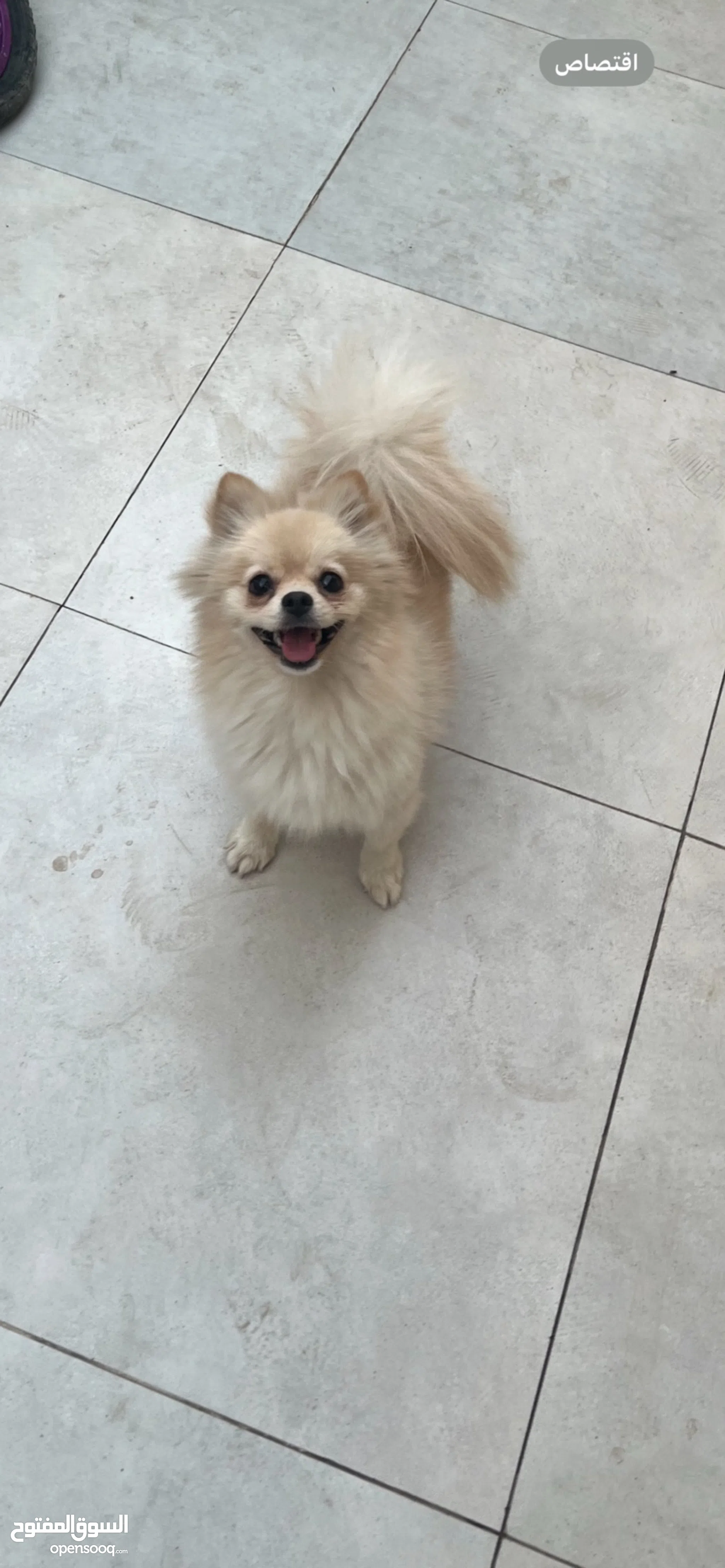 Dogs for Sale Puppies for Adoption in Baghdad Buy with Best