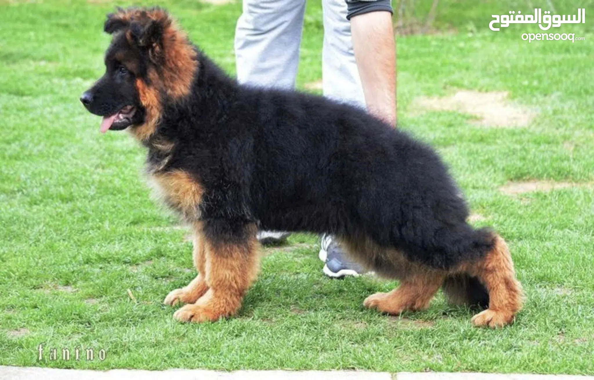 German Shepherd Doberman Price Olx German Shepherd Puppies Dogs