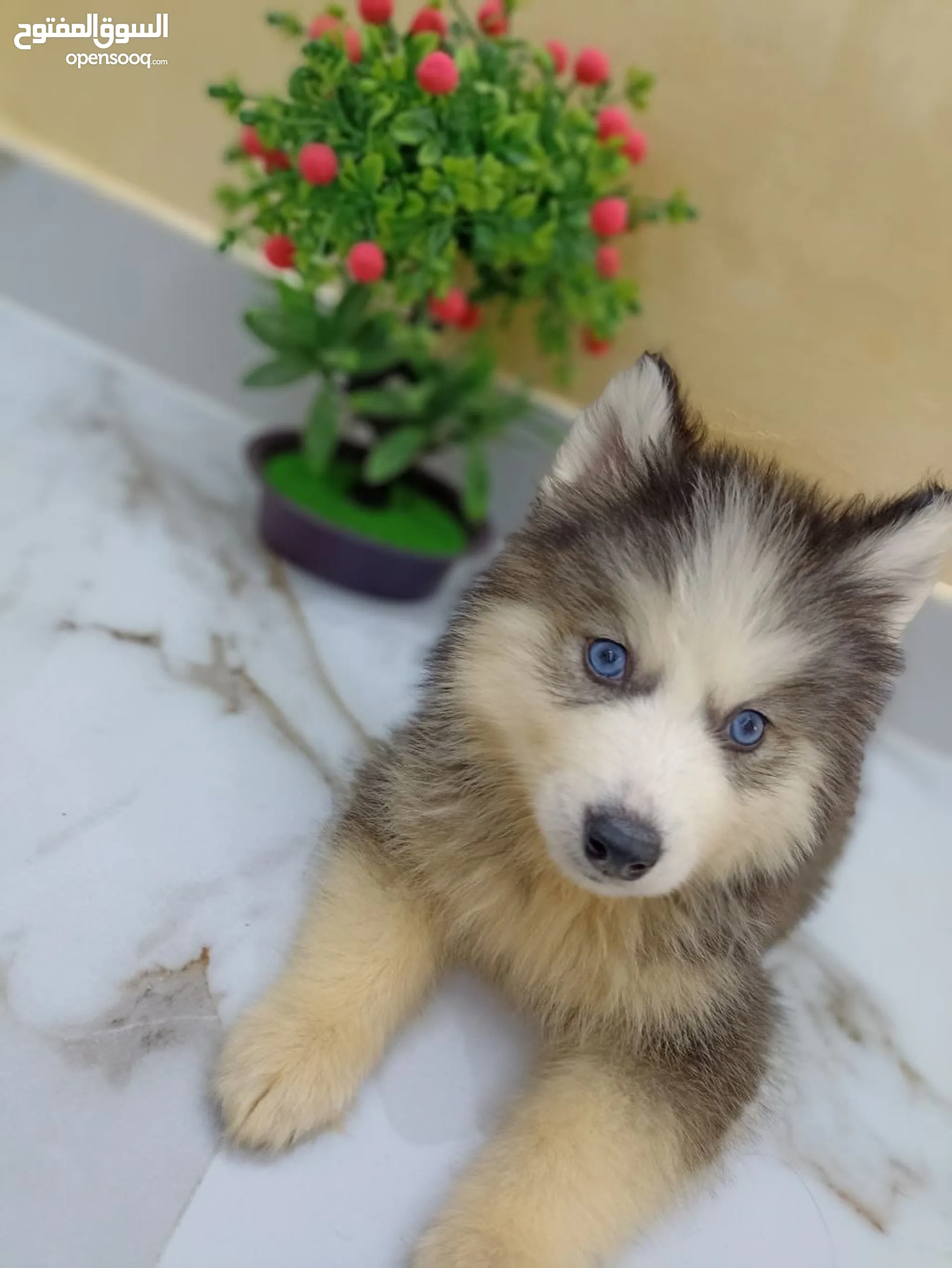 Baby Husky Dog Husky Puppies Up For Adoption Siberian Husky Animal