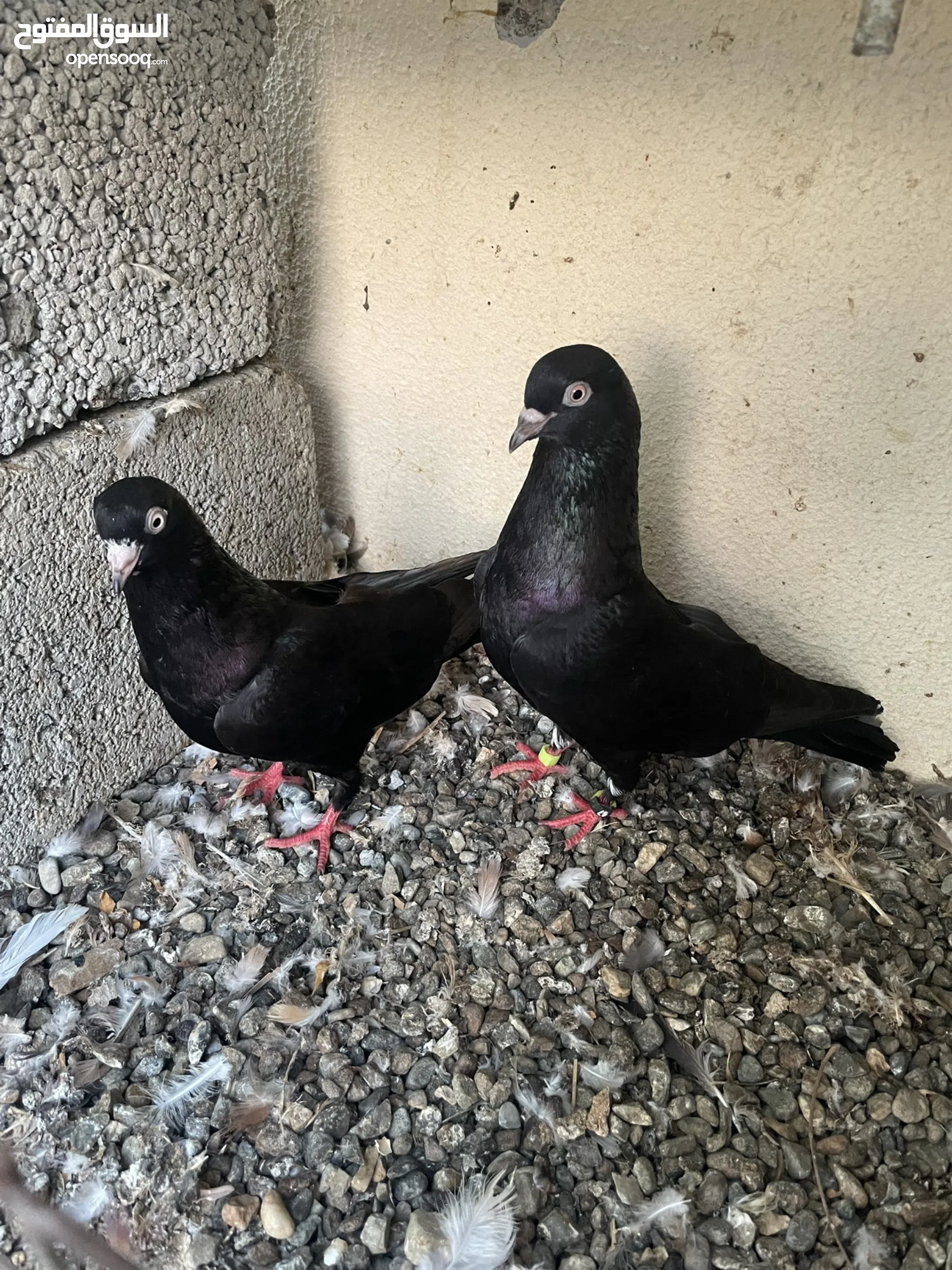 Pigeon for Sale Basra Pigeon in Al Batinah Buy with Best