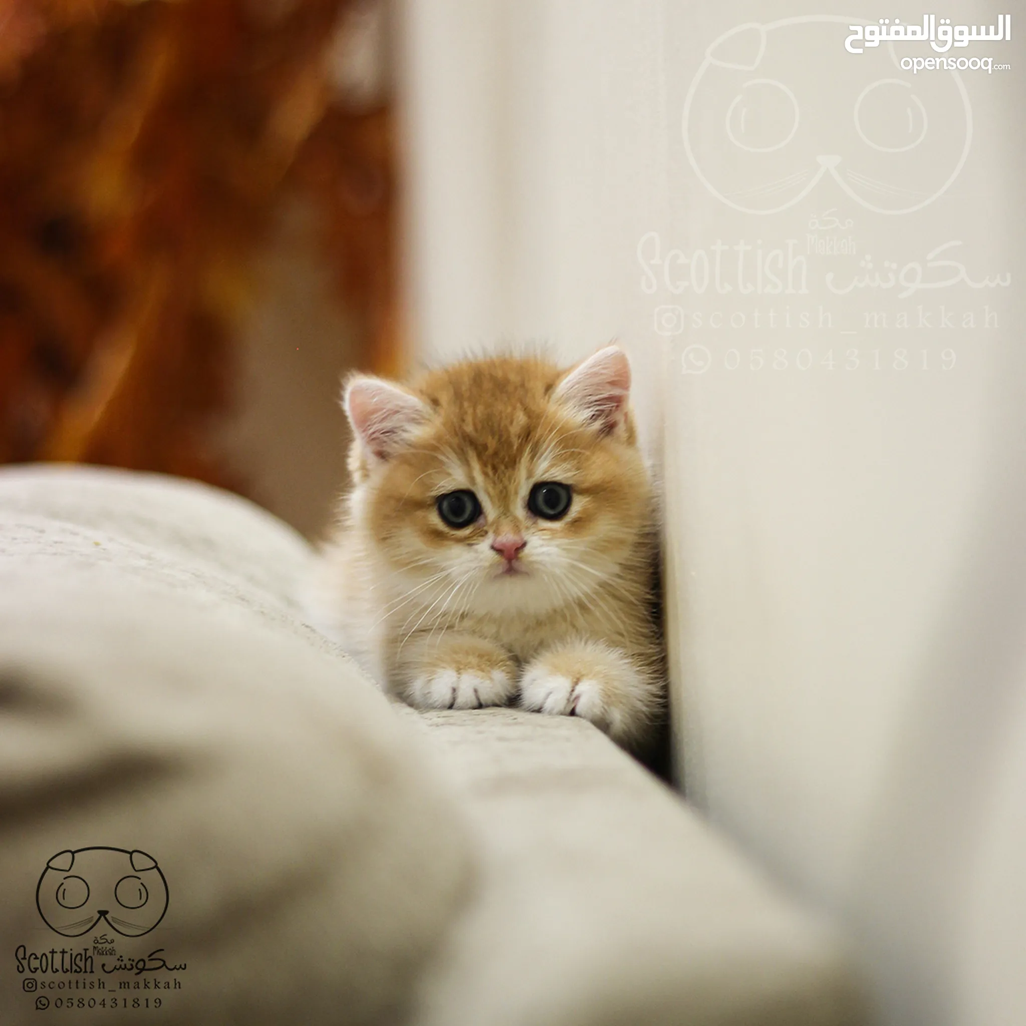 قطط للبيع وللتبني : قطط صغيرة : قطط شيرازي : قطط فرعونية : اسعار قطط في مكة  | السوق المفتوح