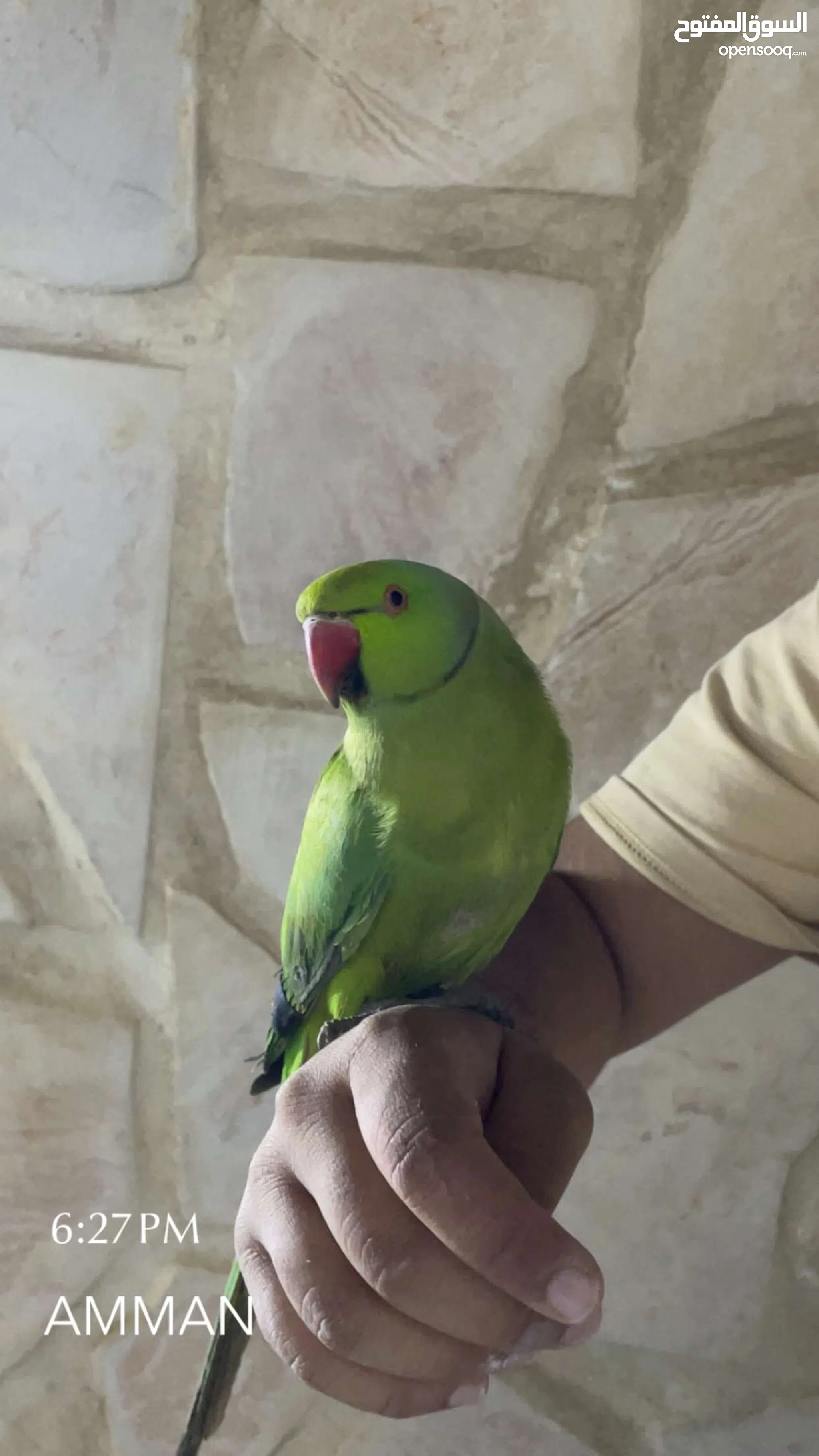 Parrots for Sale Baby Parrots and Chicks in Amman Buy with