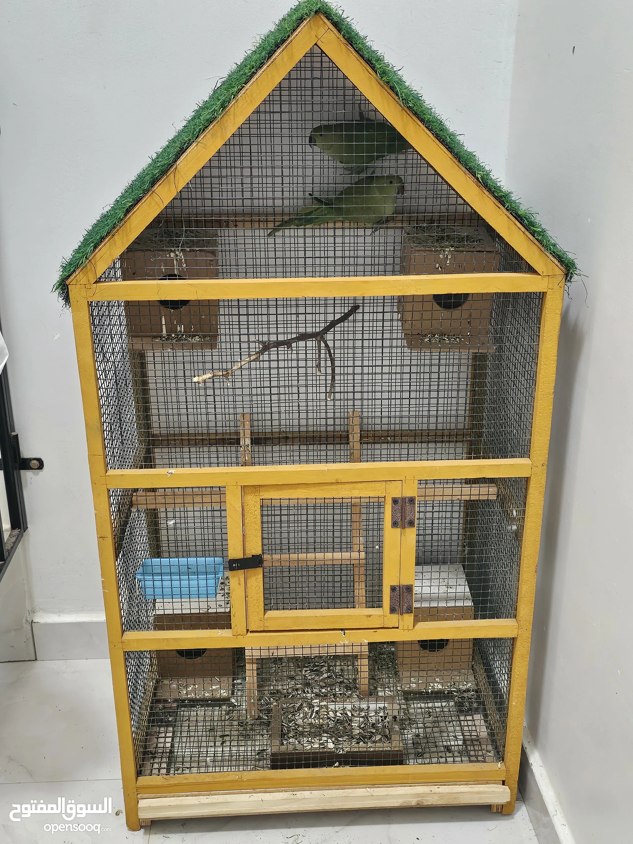 Olx Autos Love Birds Cage Olx Parrots For Sale Baby Parrots And