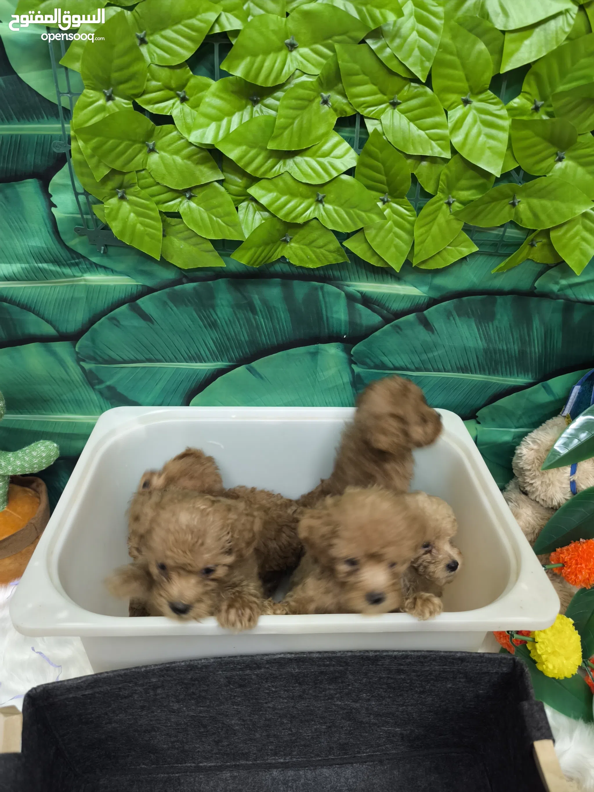 Poodle Dogs for Adoption in UAE All Ages Puppies OpenSooq