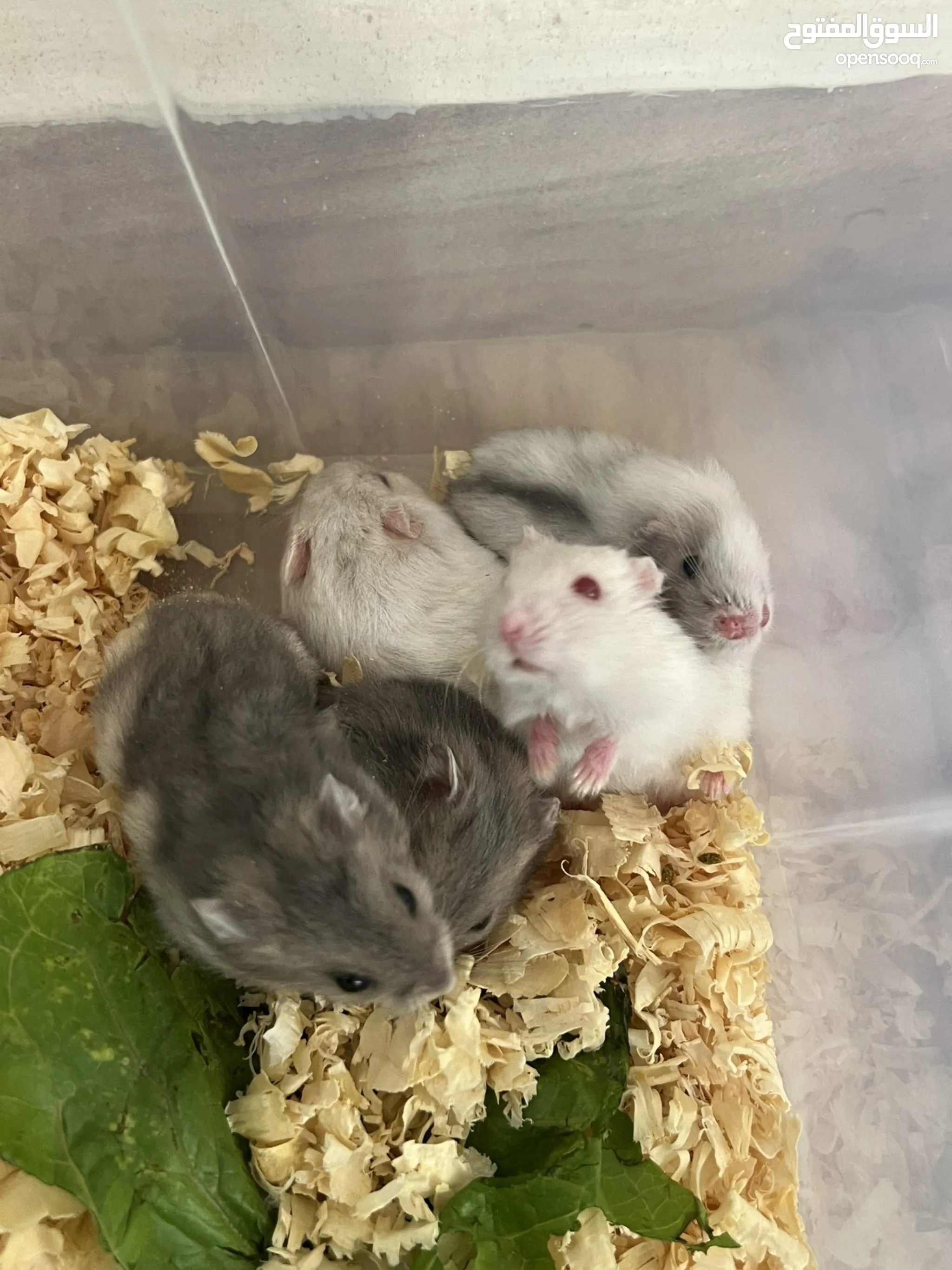 Hamster for Sale All Hamster Type Pets in Muscat OpenSooq