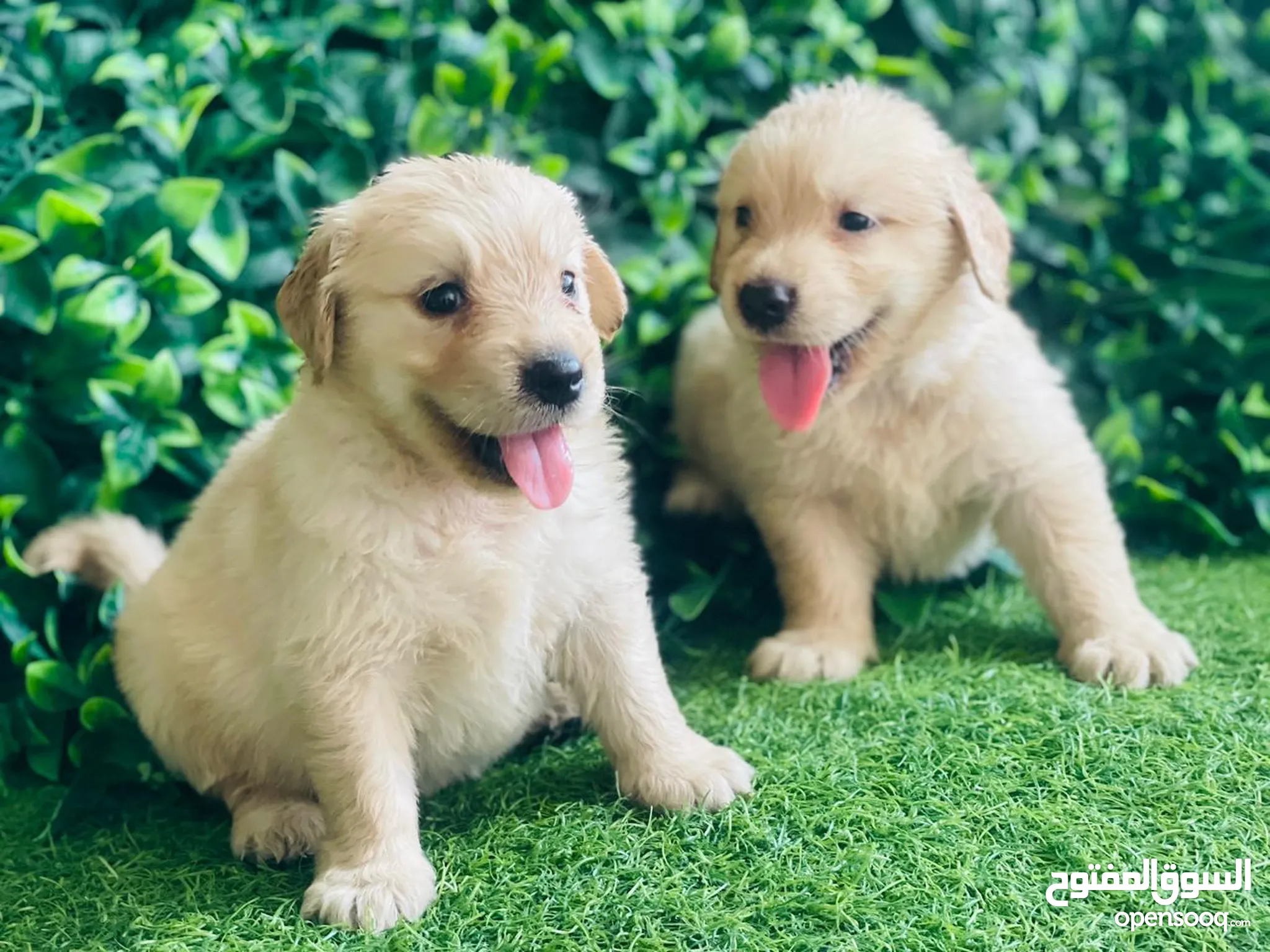 Yellow Chocolate Lab Dogs For Sale Golden Retriever Labrador