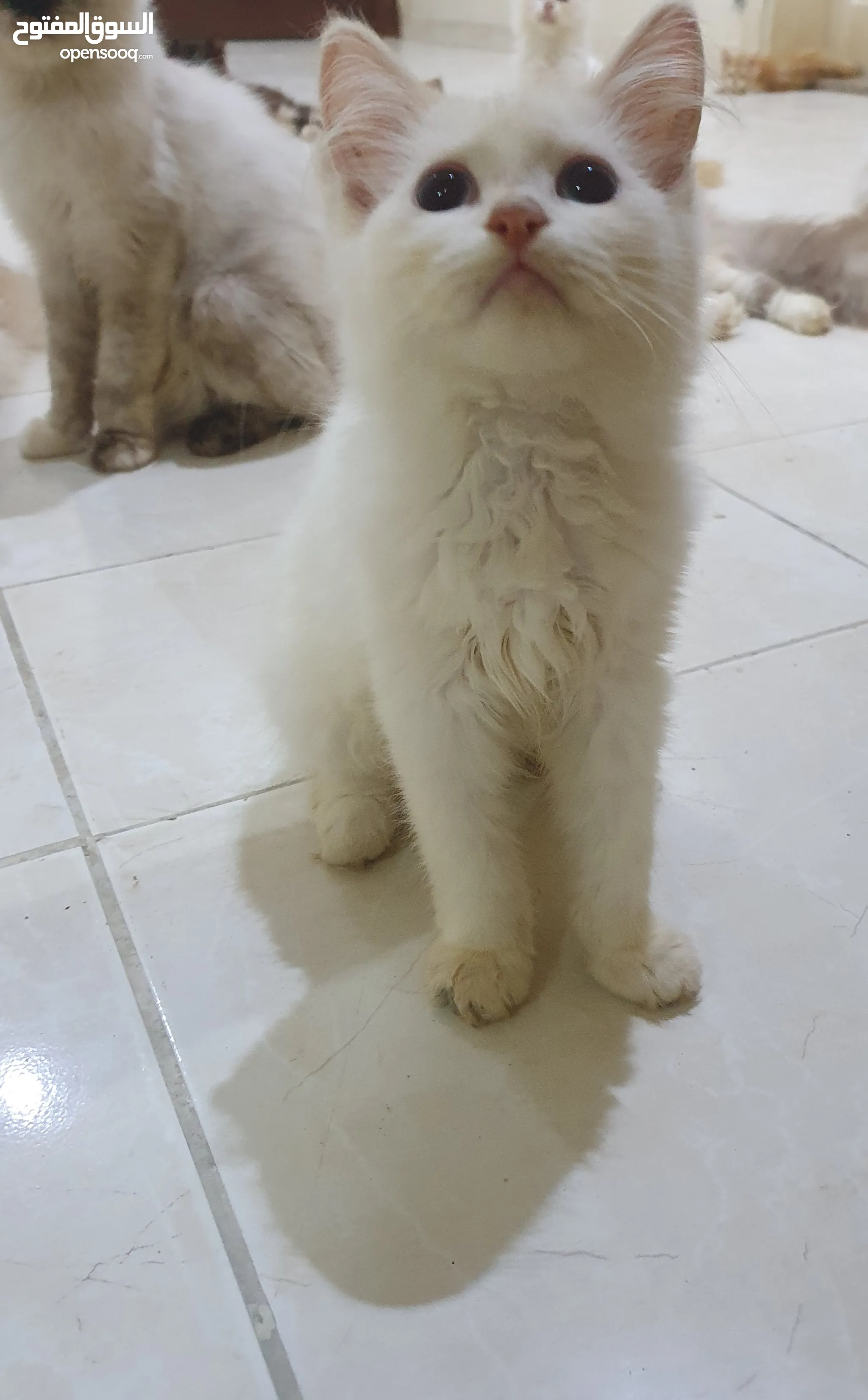 Persian Kittens For Himalayan Cat Adoption Near Me Himalayan