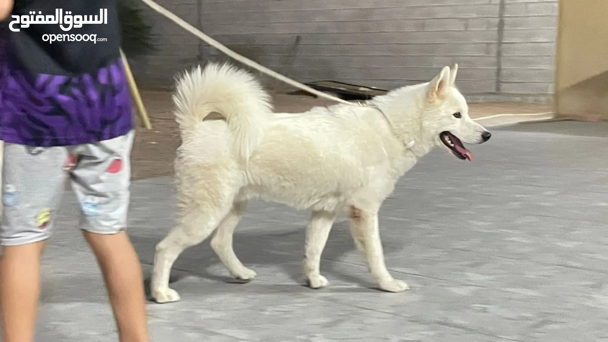 Dogs for Adoption in Sharjah All Ages OpenSooq