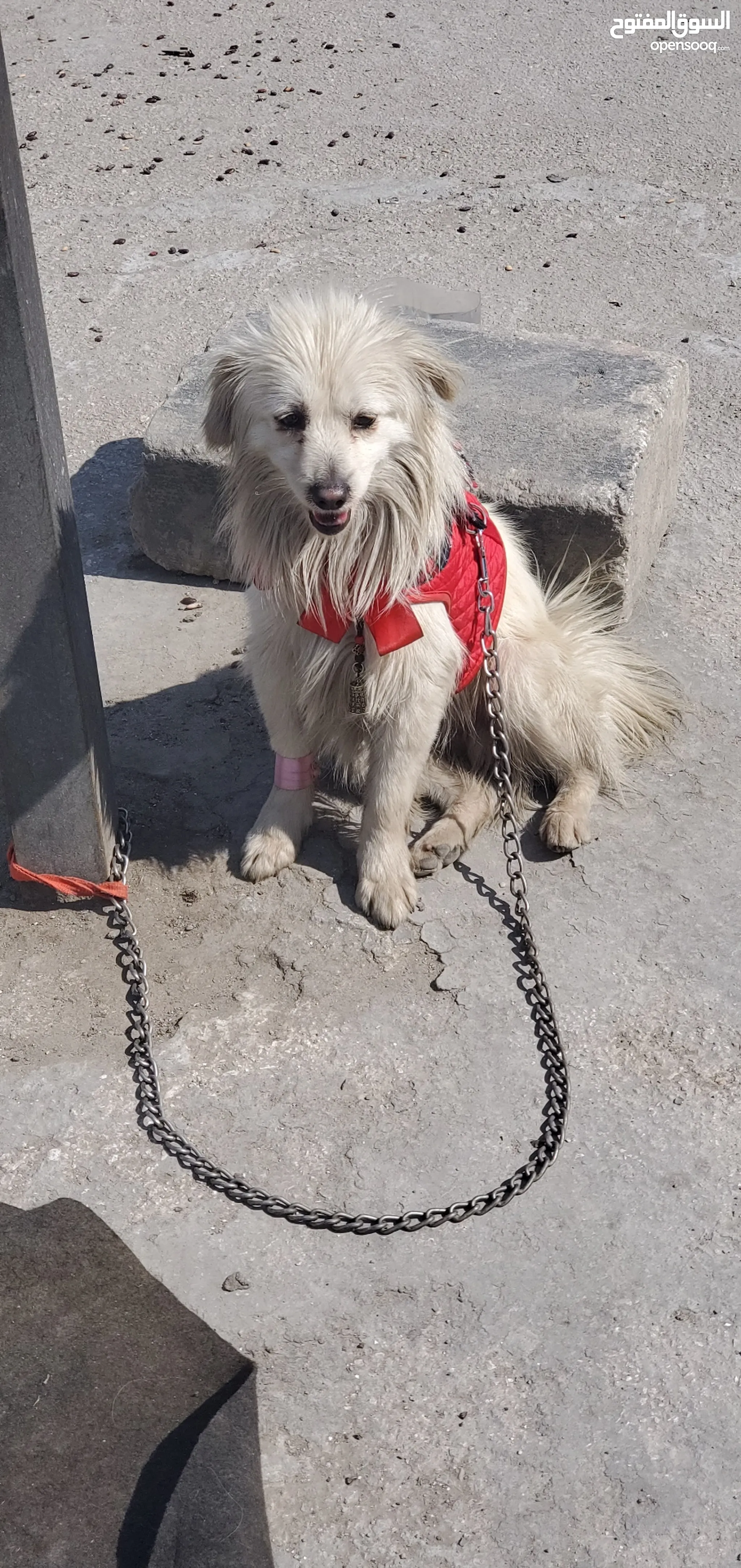 Lolo sales fox dog