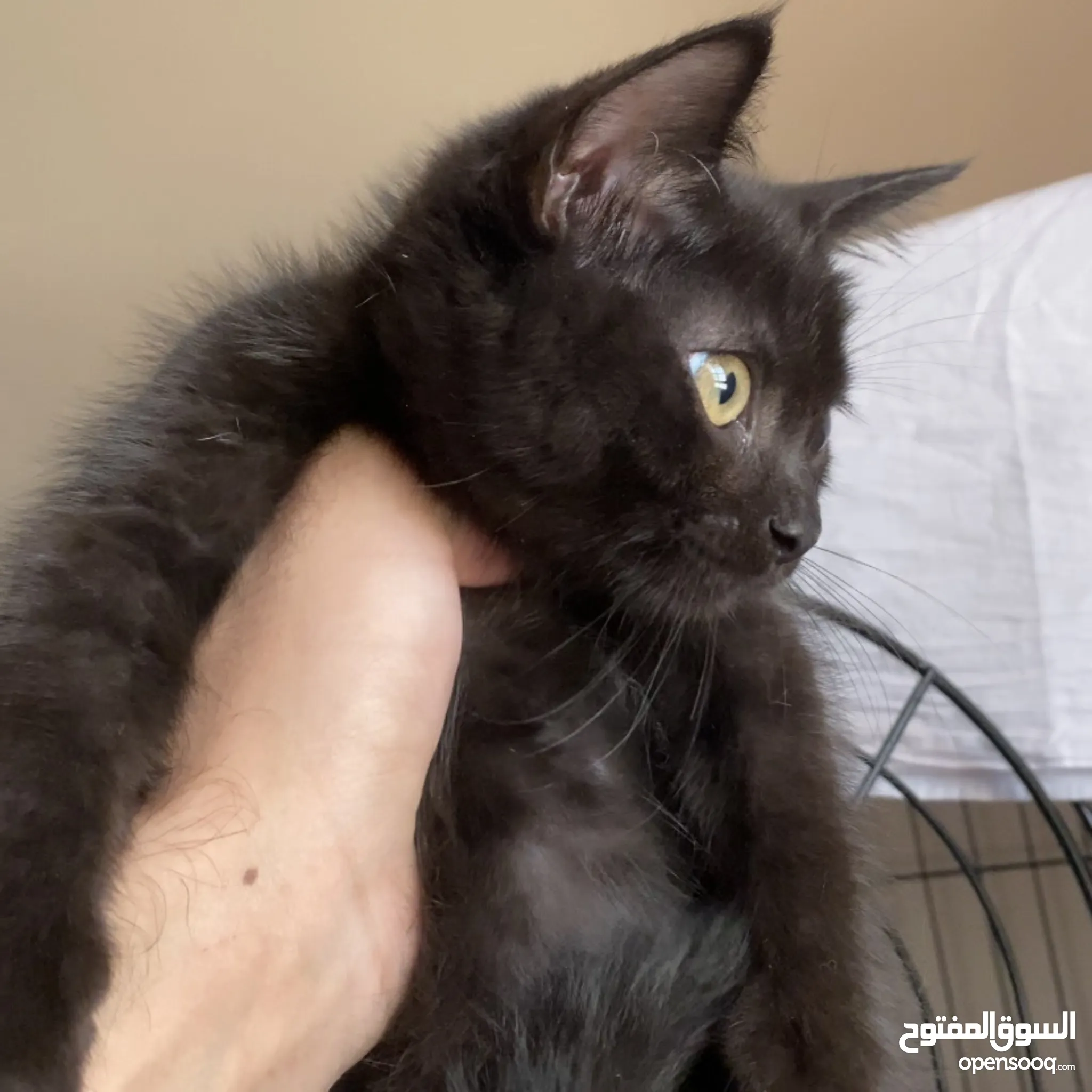 Fluffy Cat Breeds Jet Black Kitten Beautiful Black And White Cats