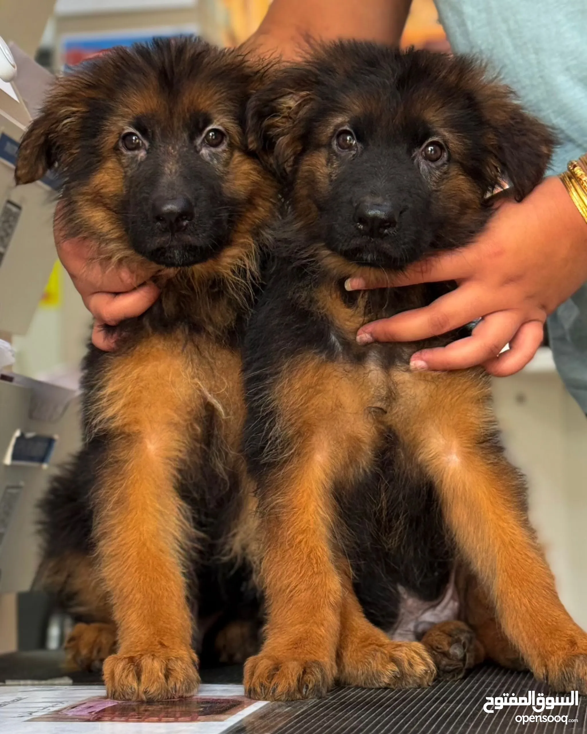 German Shepherd Double Coat Months German Shepherd Dogs