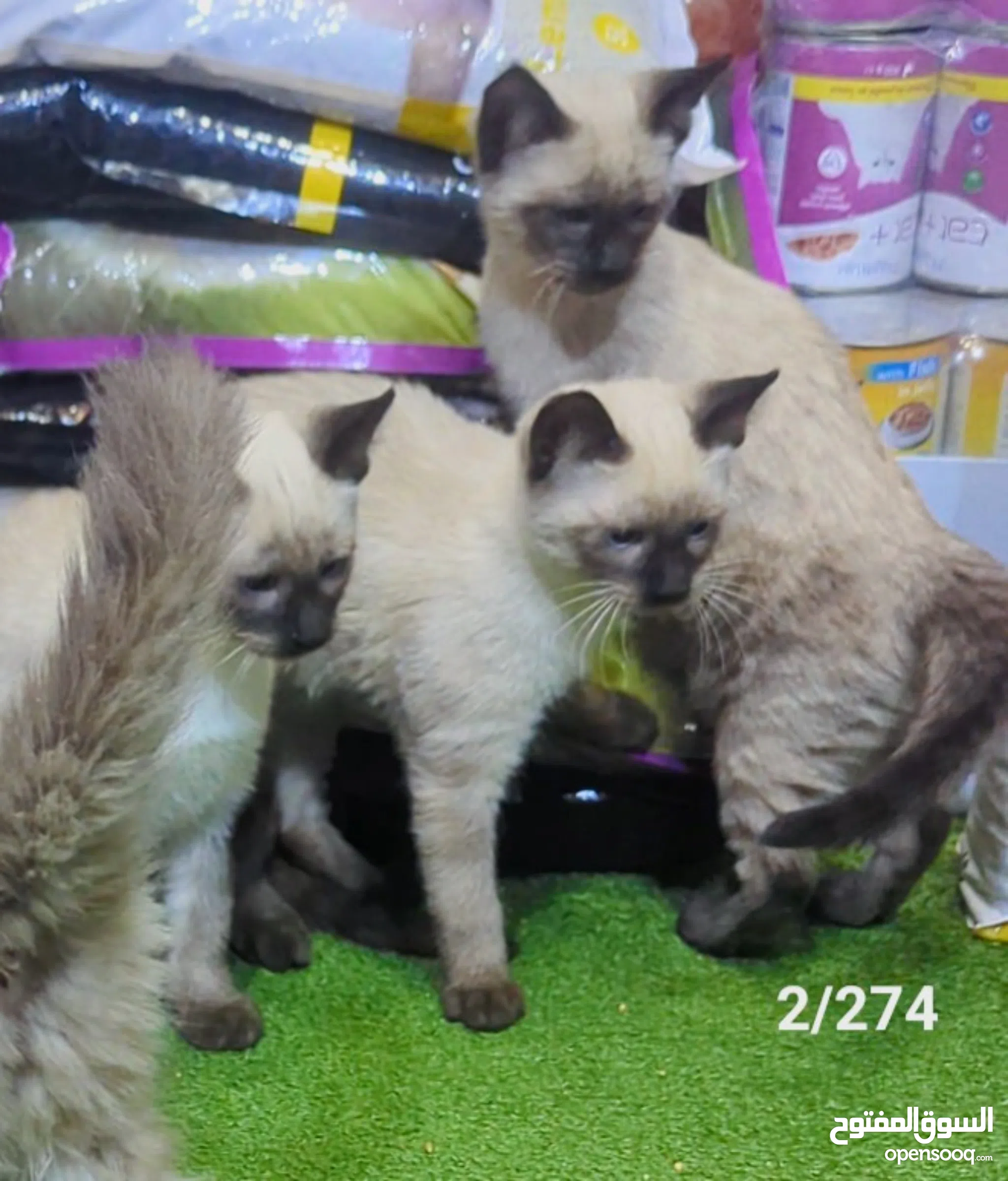 Siamese Cats For Sale Adoption in Morocco: Kitten Best Prices
