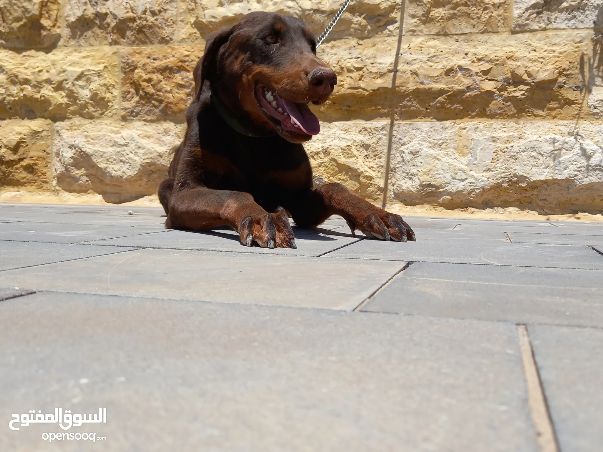 كلاب دوبرمان للبيع او التبني في الأردن : كلب دوبرمان : افضل سعر | السوق  المفتوح