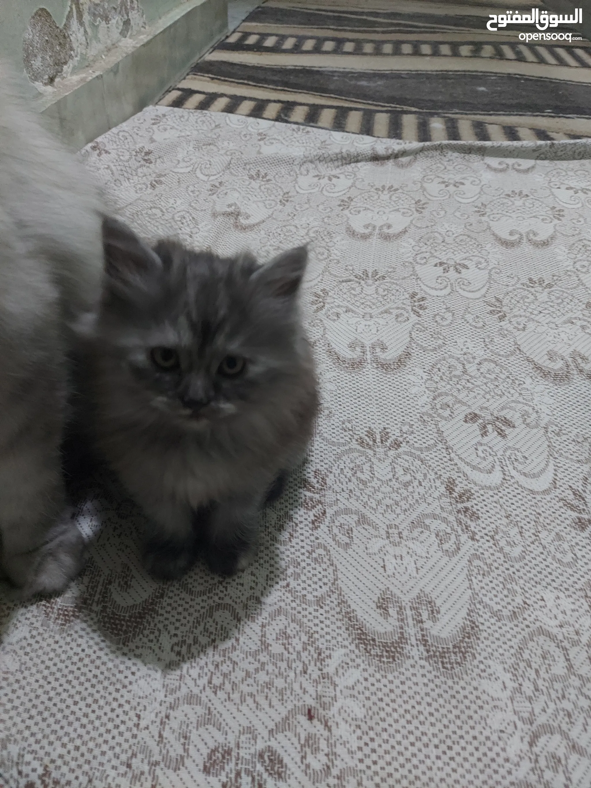 قطط للبيع في مصر : قطط صغيرة : قطط شيرازي : فرعوني : مع صور