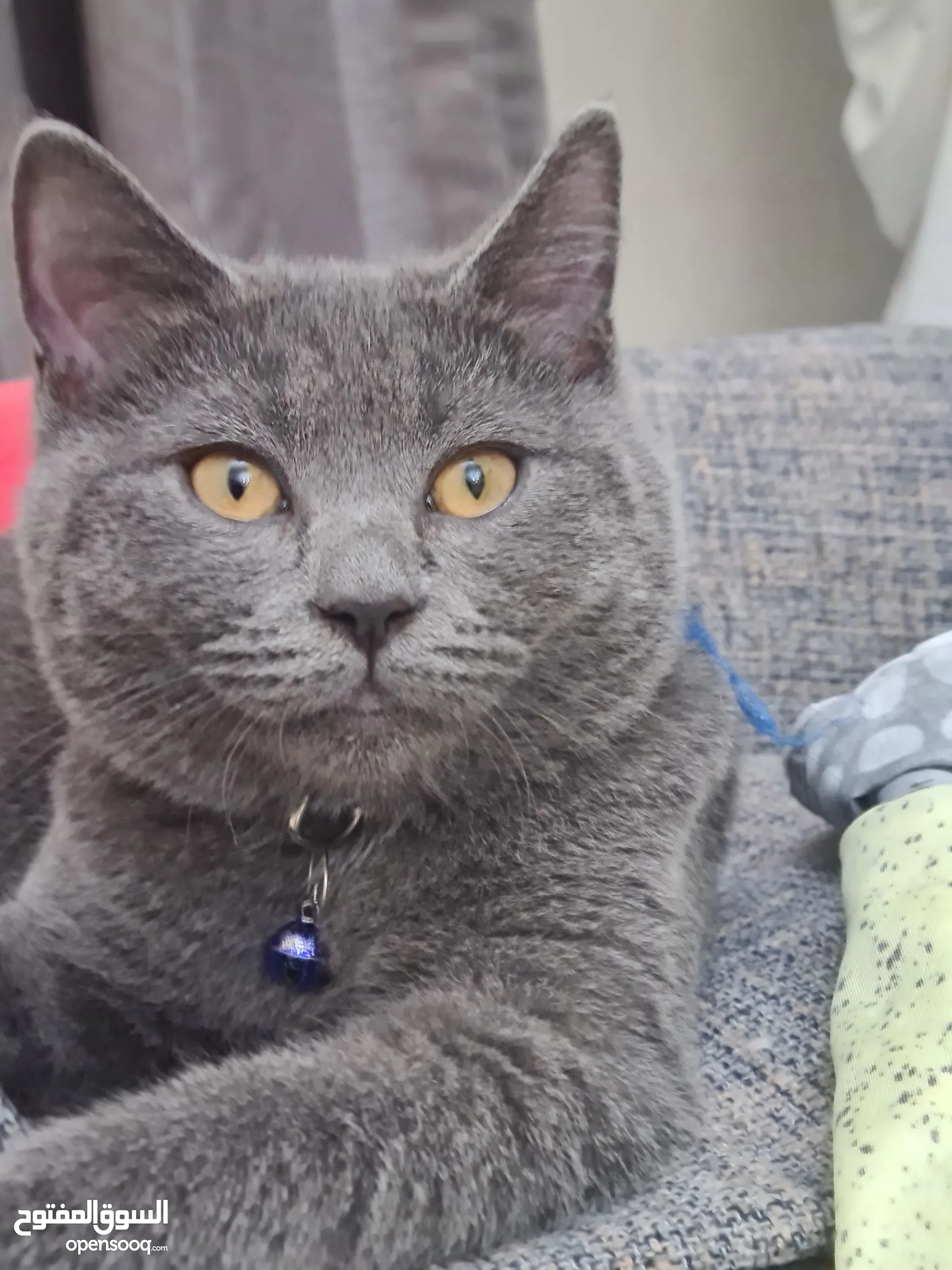 Cats for Sale Kitten for Adoption in Qatar Buy with Best