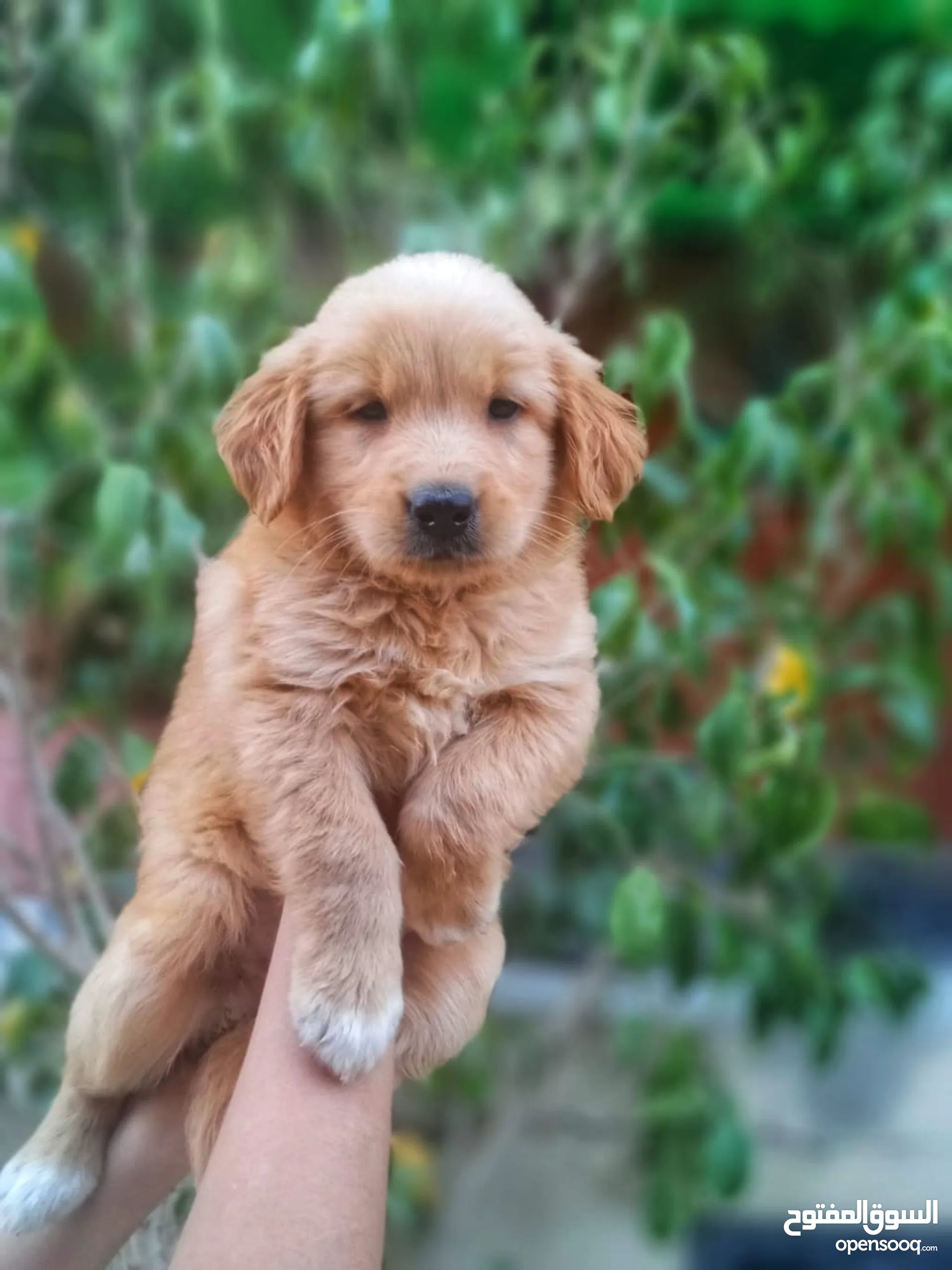 For Sale Baby Golden Retriever For Adoption Retriever Dogs Gold