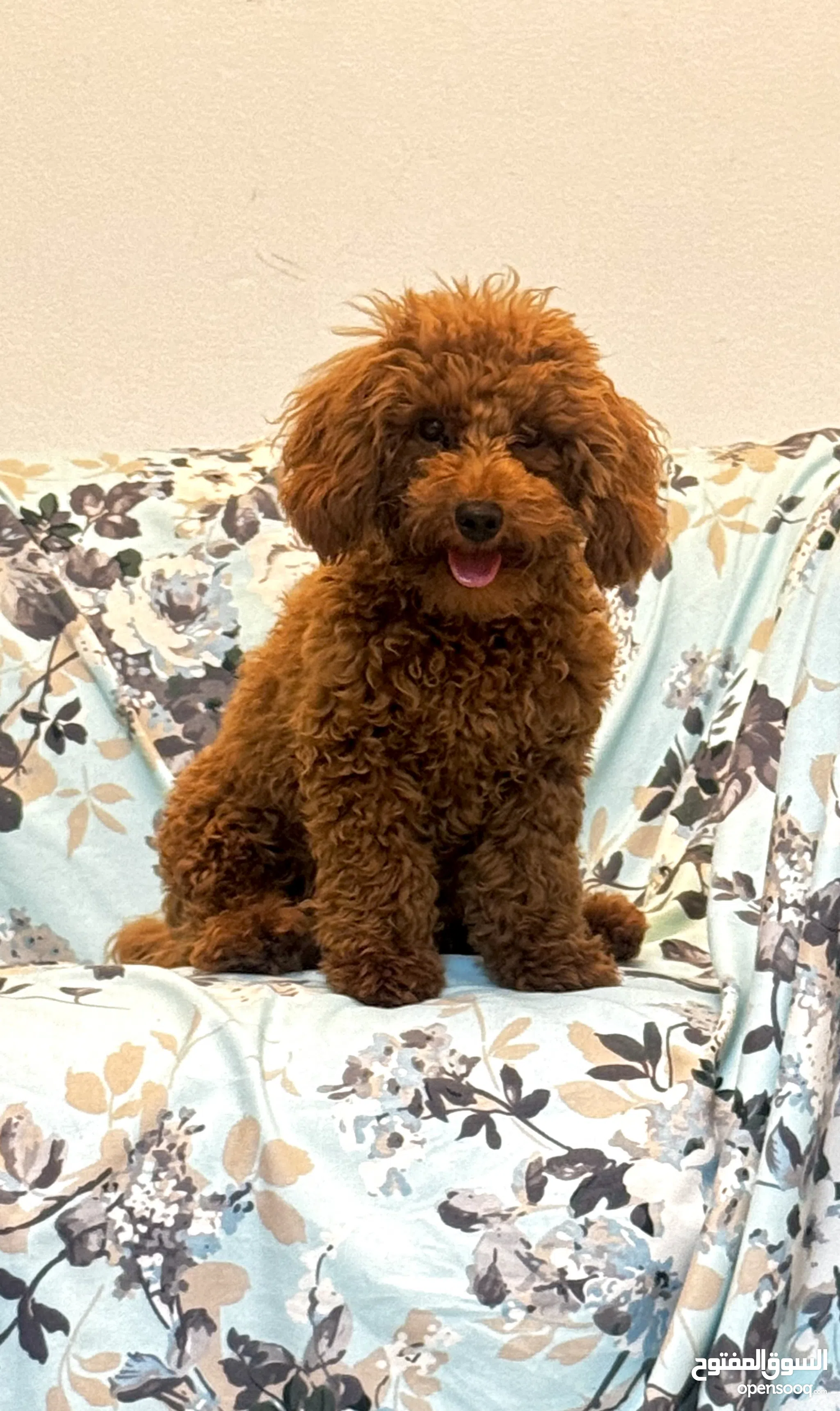 Poodle Dogs for Adoption in UAE All Ages Puppies OpenSooq