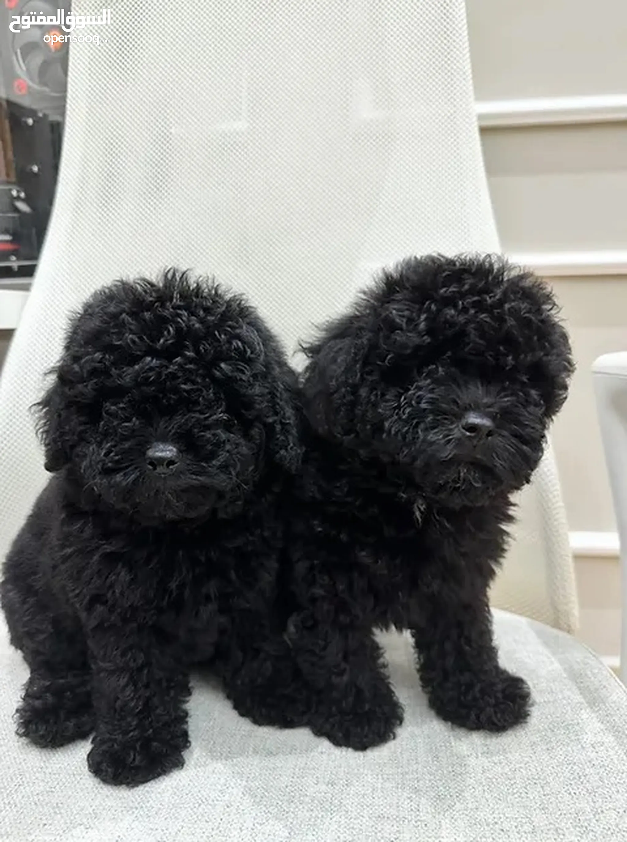 Poodle Dogs for Adoption in UAE All Ages Puppies OpenSooq