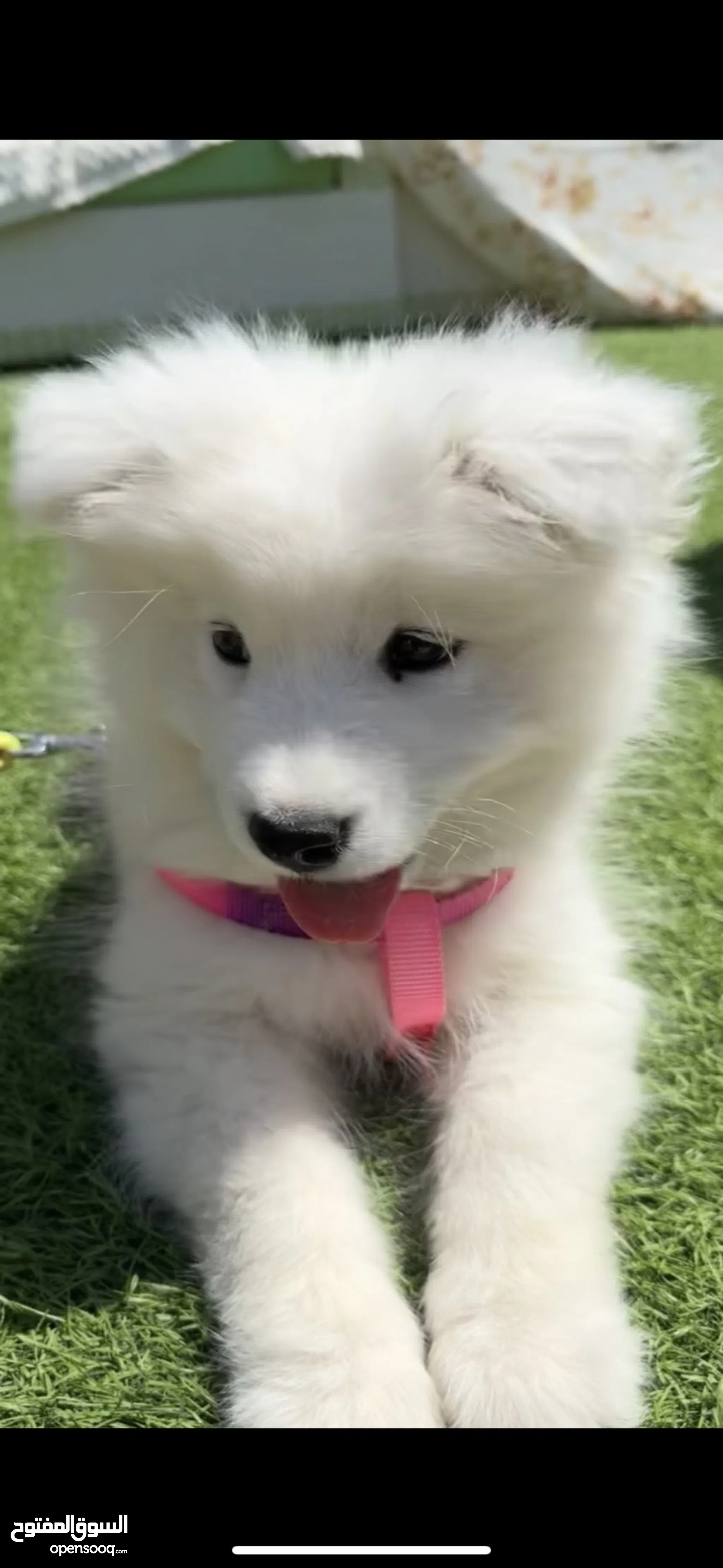 Other Dogs For Sale Adoption in Jordan: Puppy: Best Prices