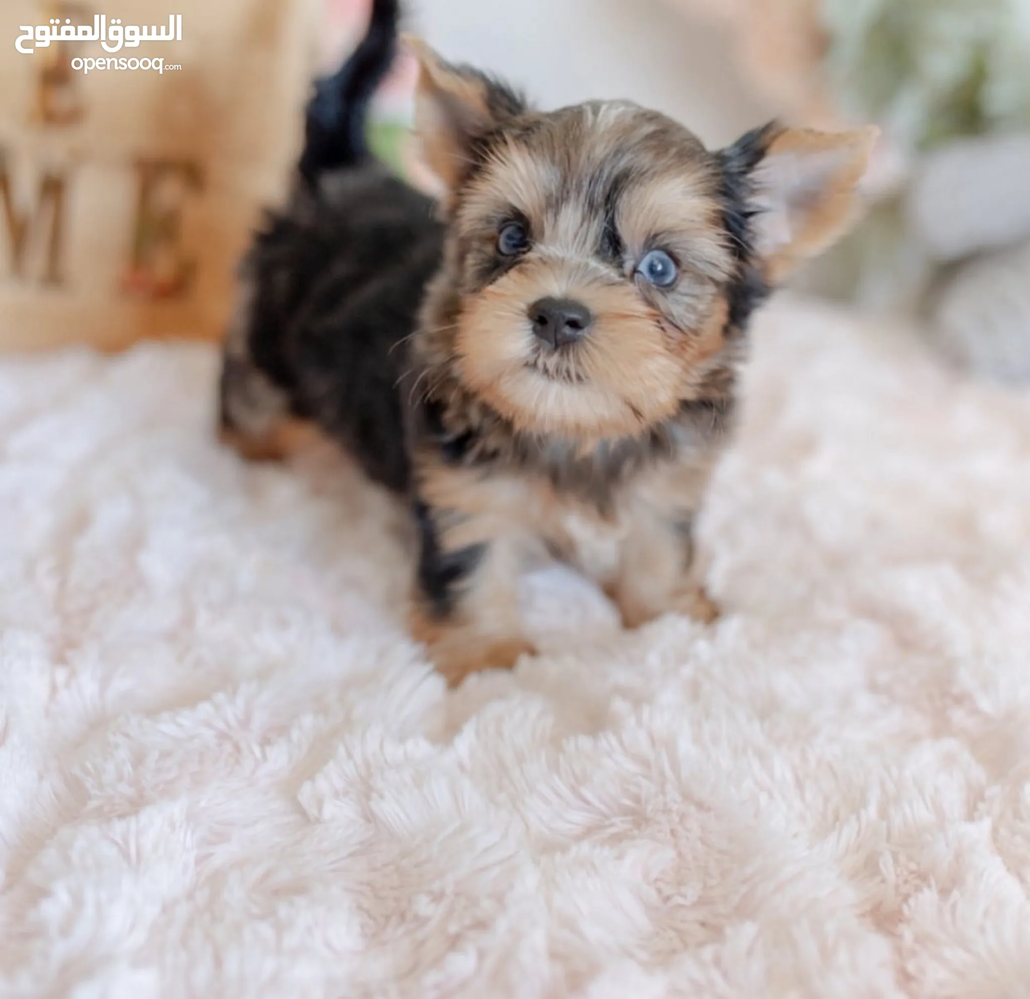 Adoption Yorkie Puppies Price Range Teacup Dogs And Puppies: What