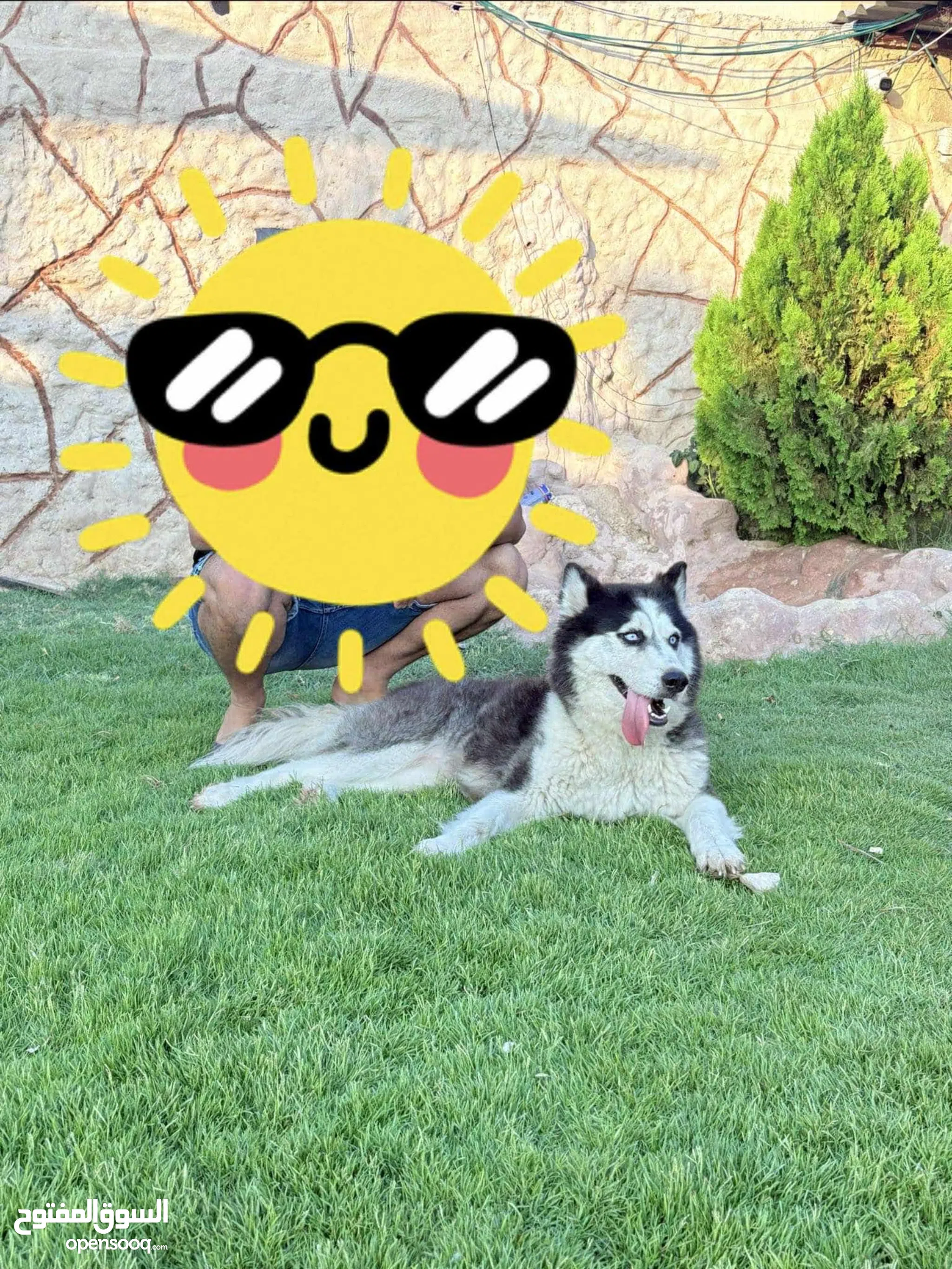 Dogs for Sale Puppies for Adoption in Libya Buy with Best