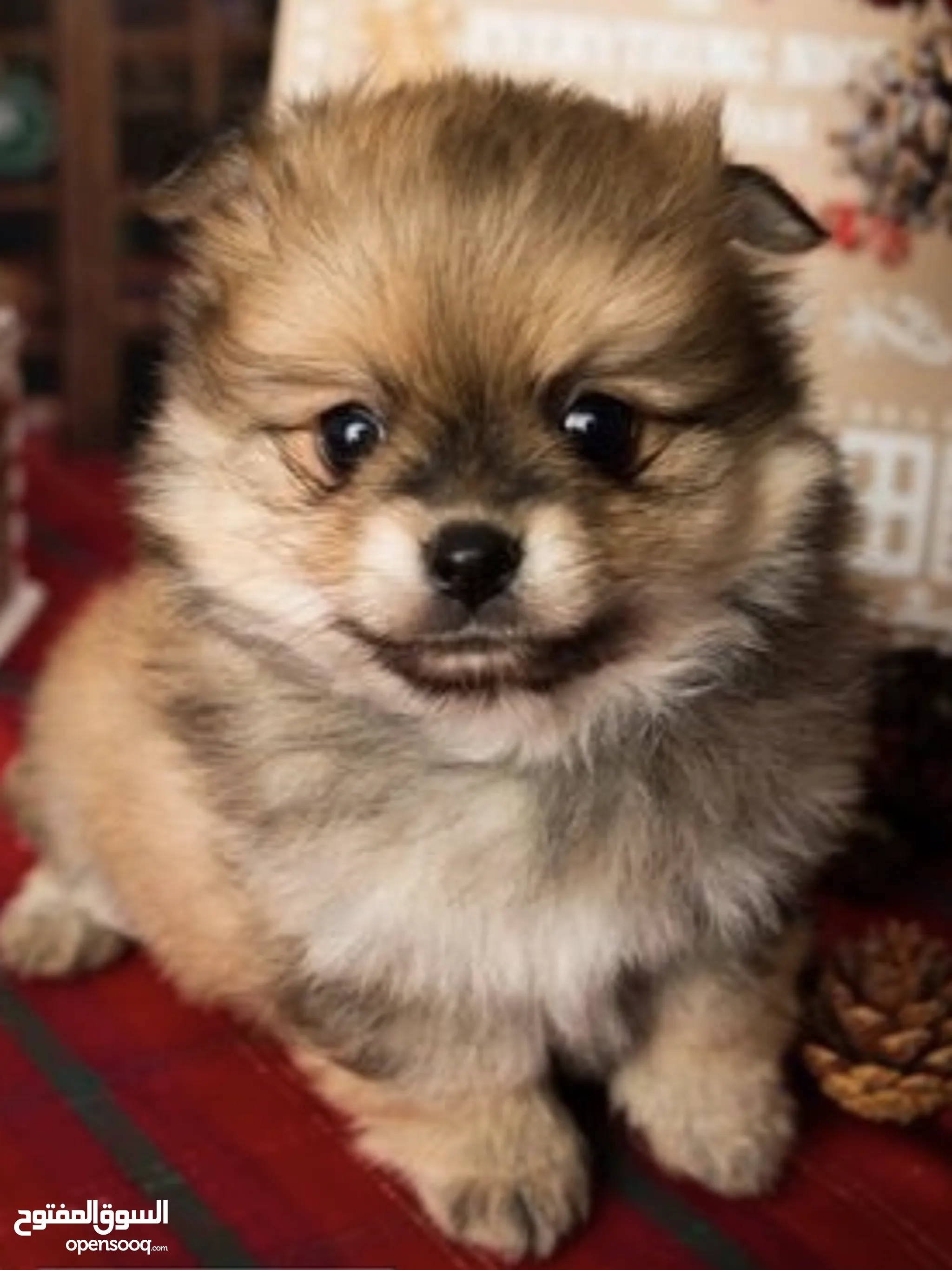 Pets for Adoption Dogs : Pomeranian : (Page -6) : UAE | OpenSooq