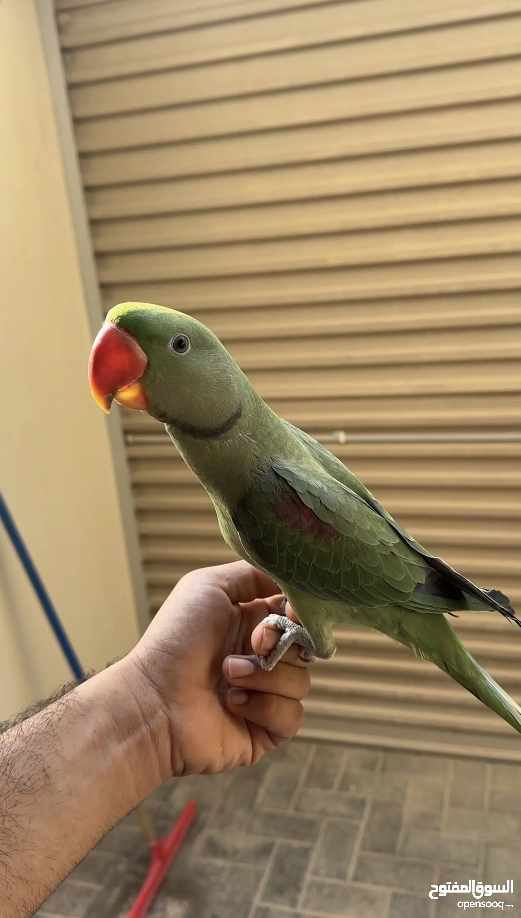 Parrots for Sale Baby Parrots and Chicks in Northern Governorate