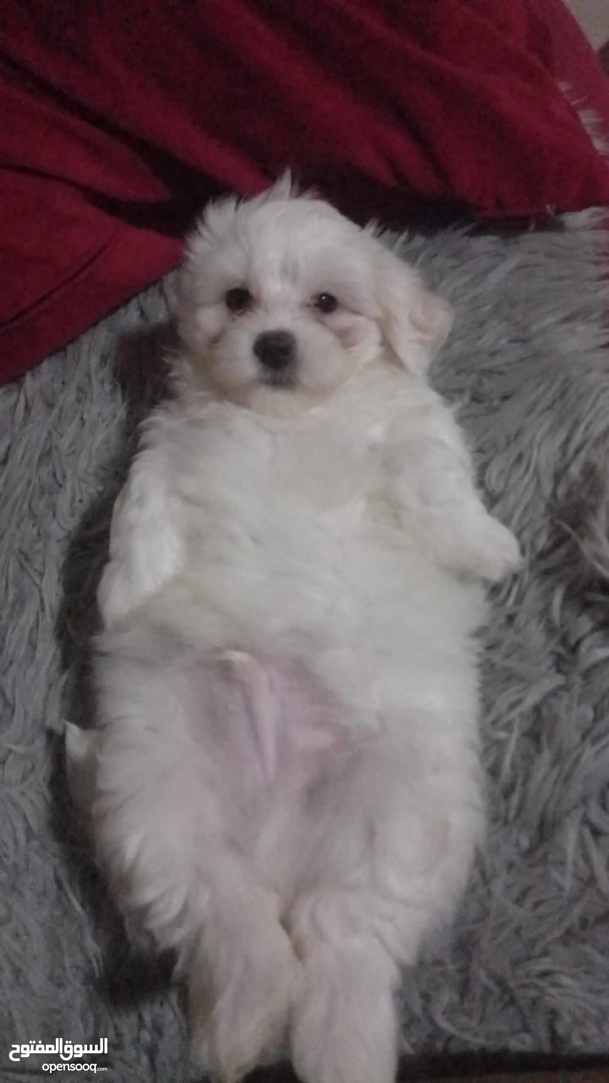 Free maltese puppies near me 2025