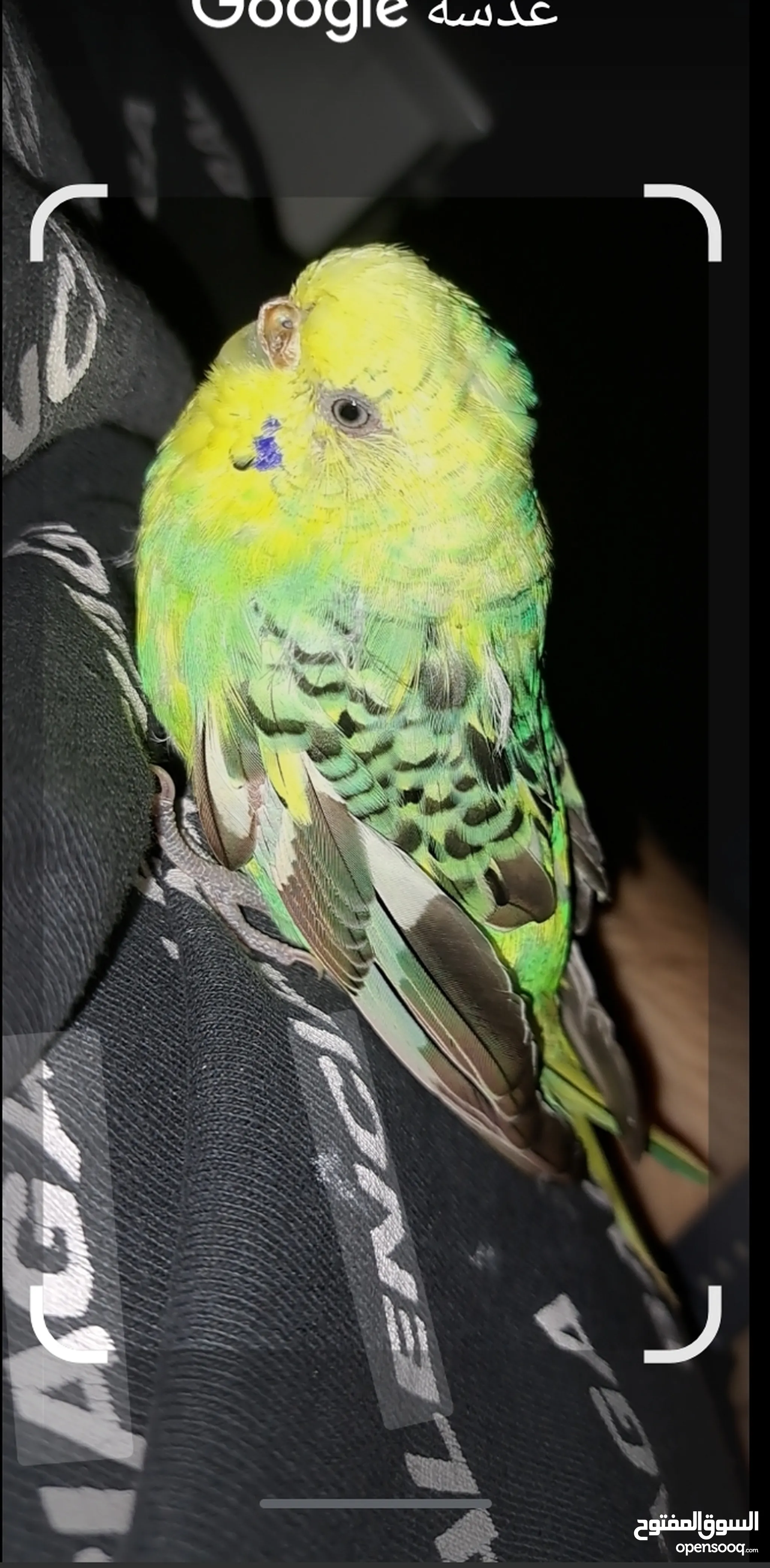 Parakeet birds for hot sale sale near me