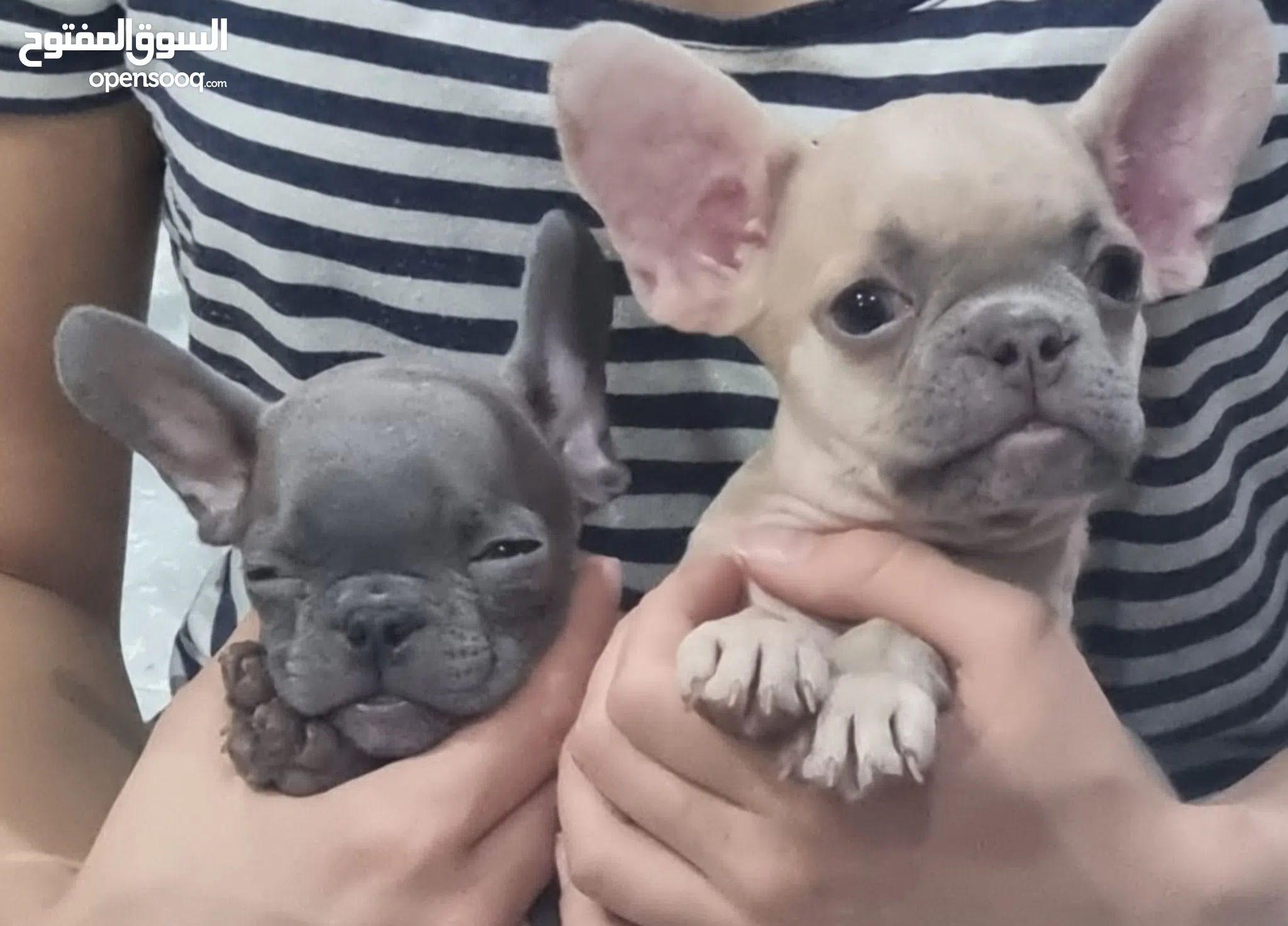 Bulldog Dogs for Adoption in UAE All Ages Puppies OpenSooq