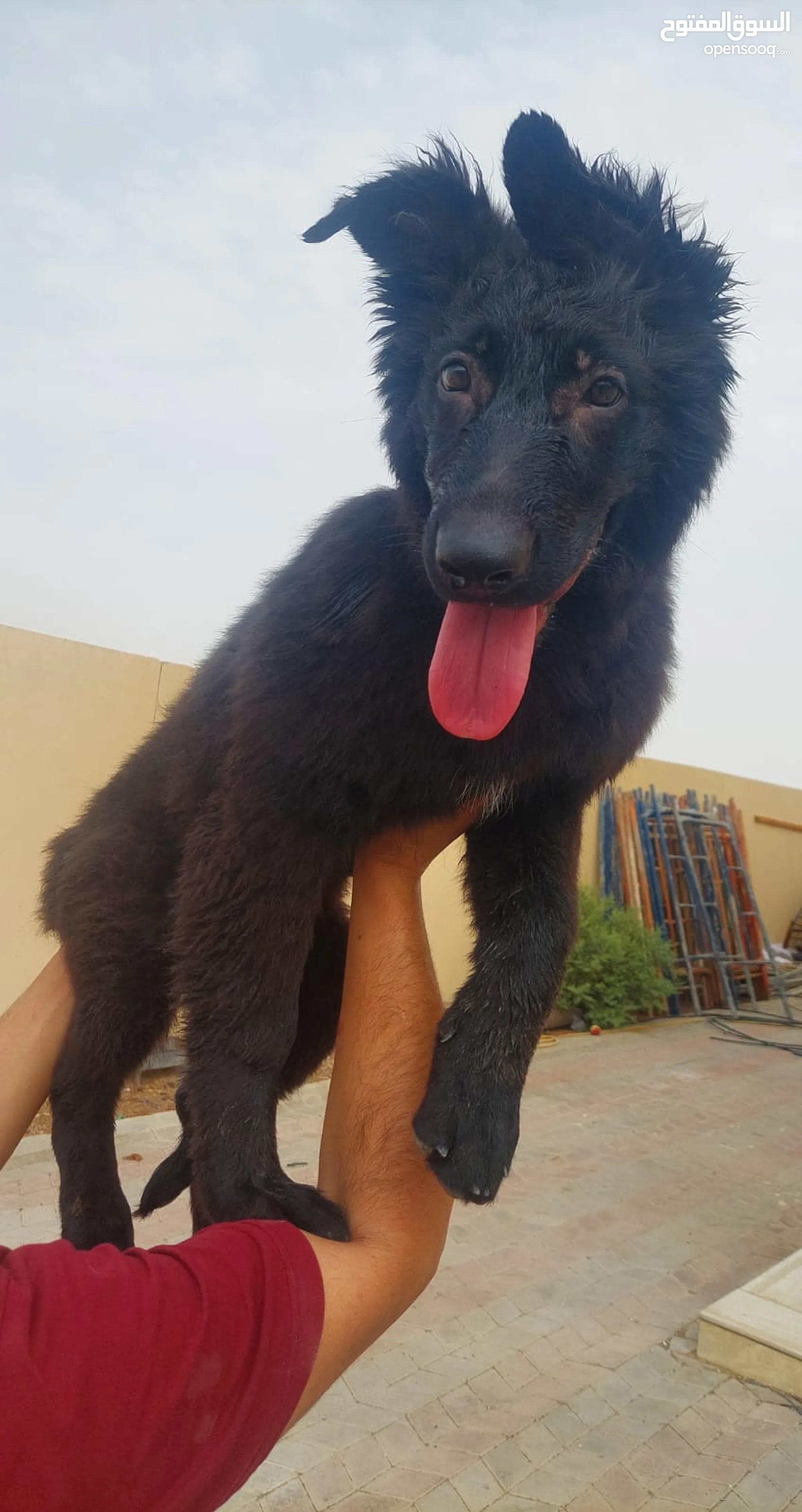 Shepherd Dogs Olx German Shepherd Puppies For Sale German Shepherd